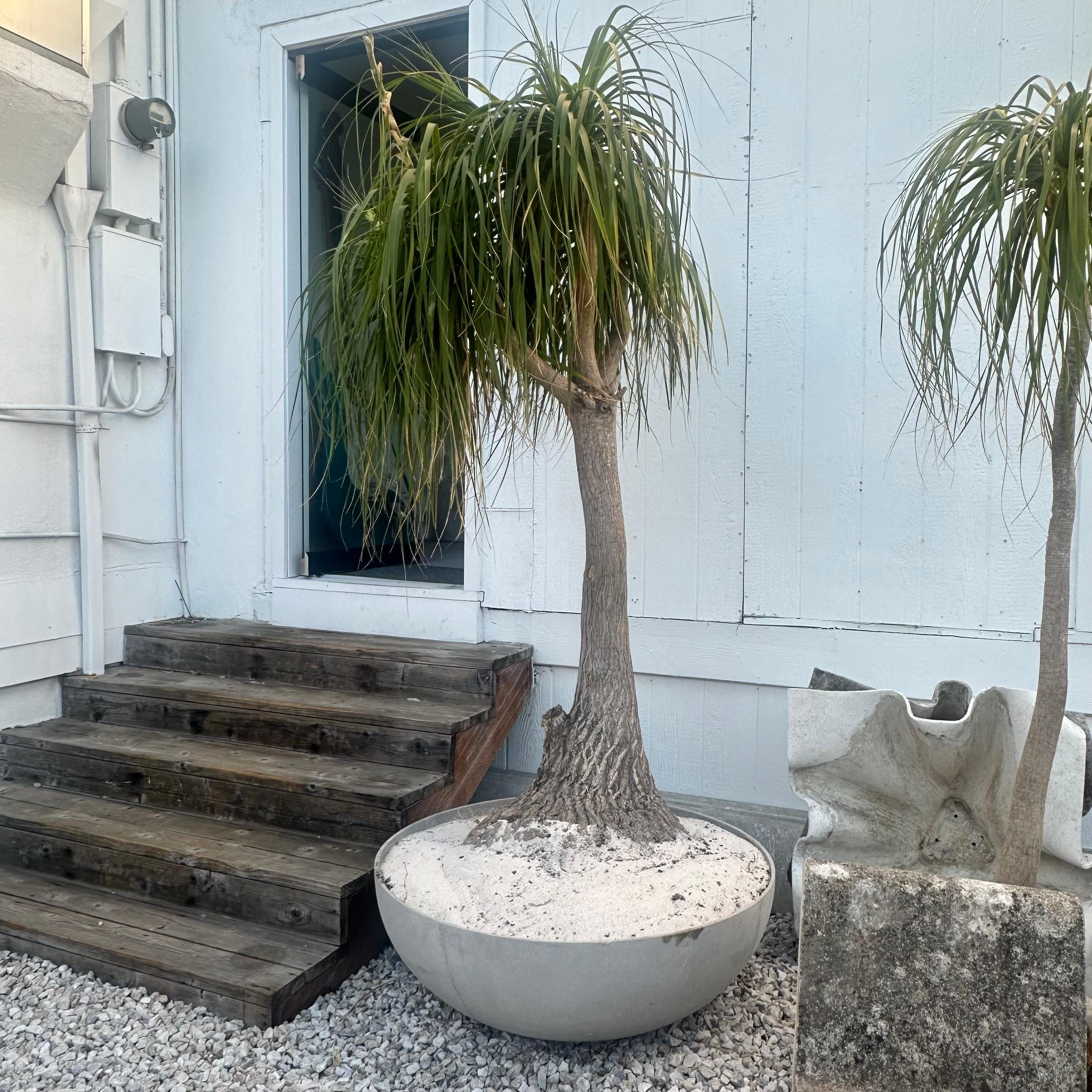 Concrete Saucer Planter with Monumental Ponytail Palm Tree, 2000s Switzerland In Good Condition For Sale In Los Angeles, CA
