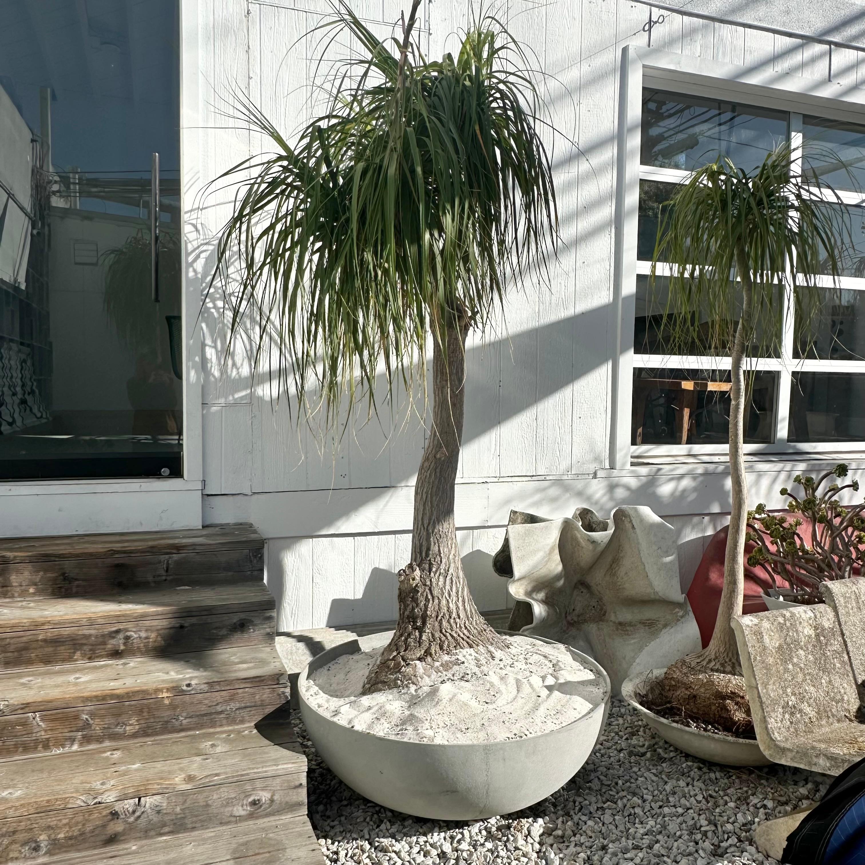 Contemporary Concrete Saucer Planter with Monumental Ponytail Palm Tree, 2000s Switzerland For Sale