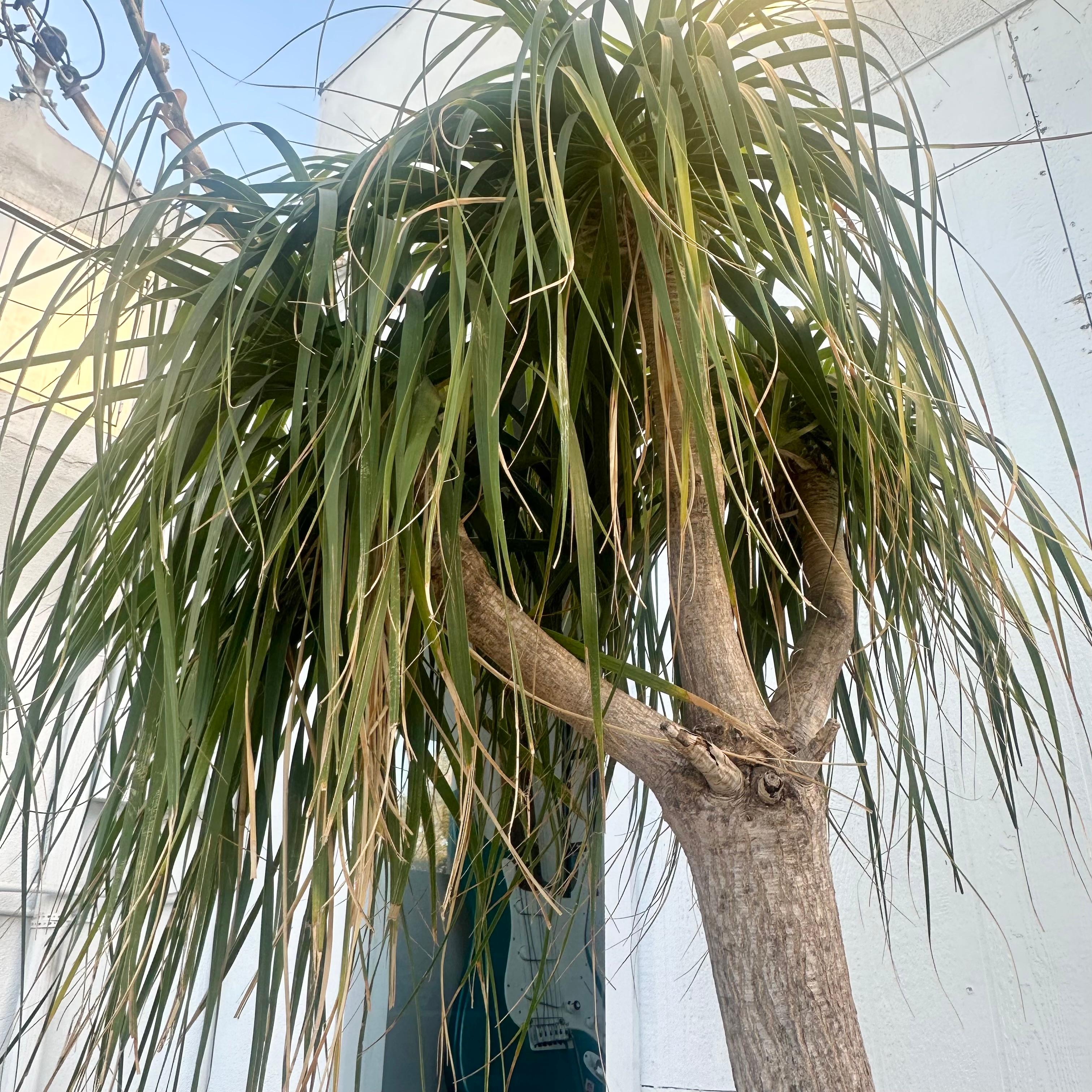 Fiberglass Concrete Saucer Planter with Monumental Ponytail Palm Tree, 2000s Switzerland For Sale