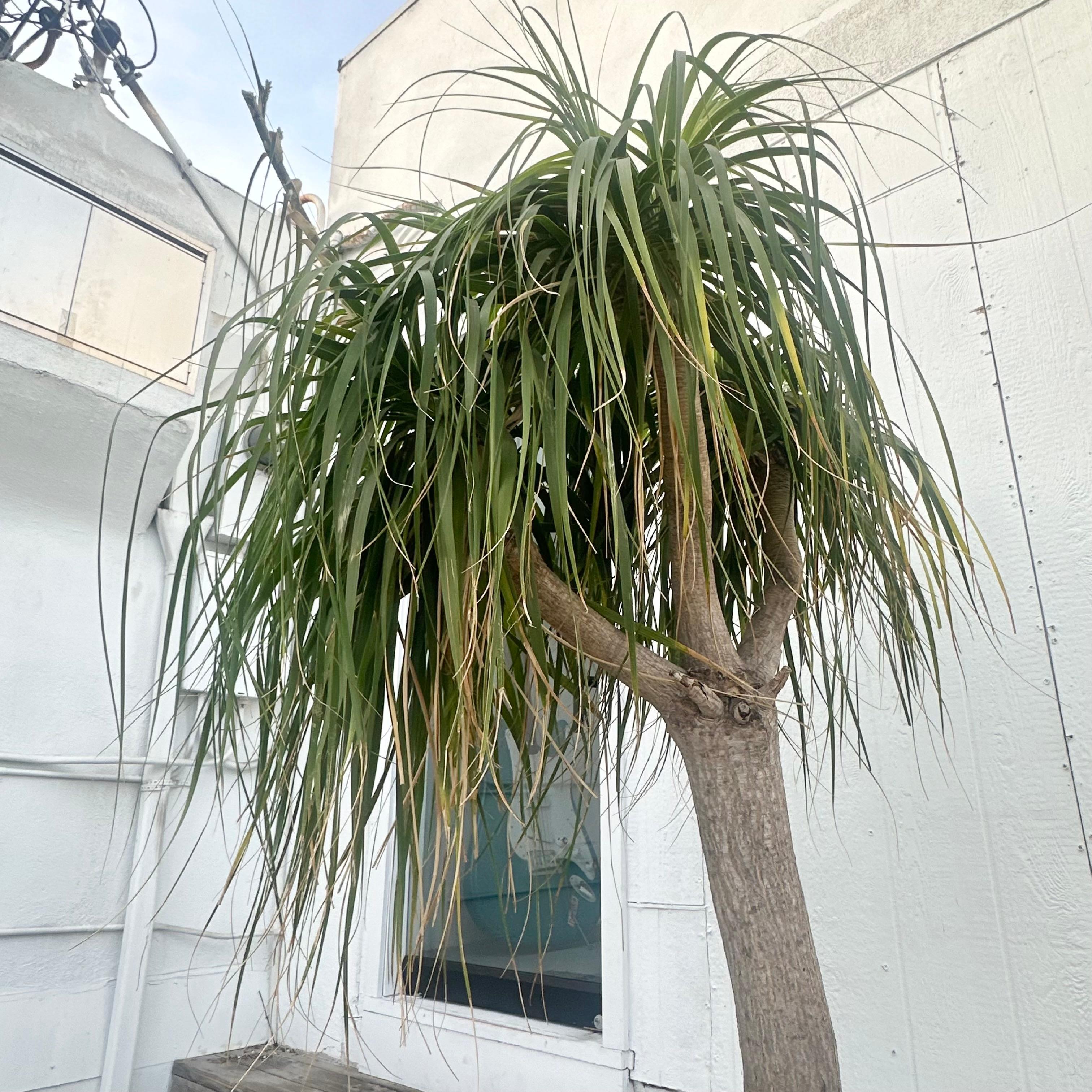 Concrete Saucer Planter with Monumental Ponytail Palm Tree, 2000s Switzerland For Sale 1