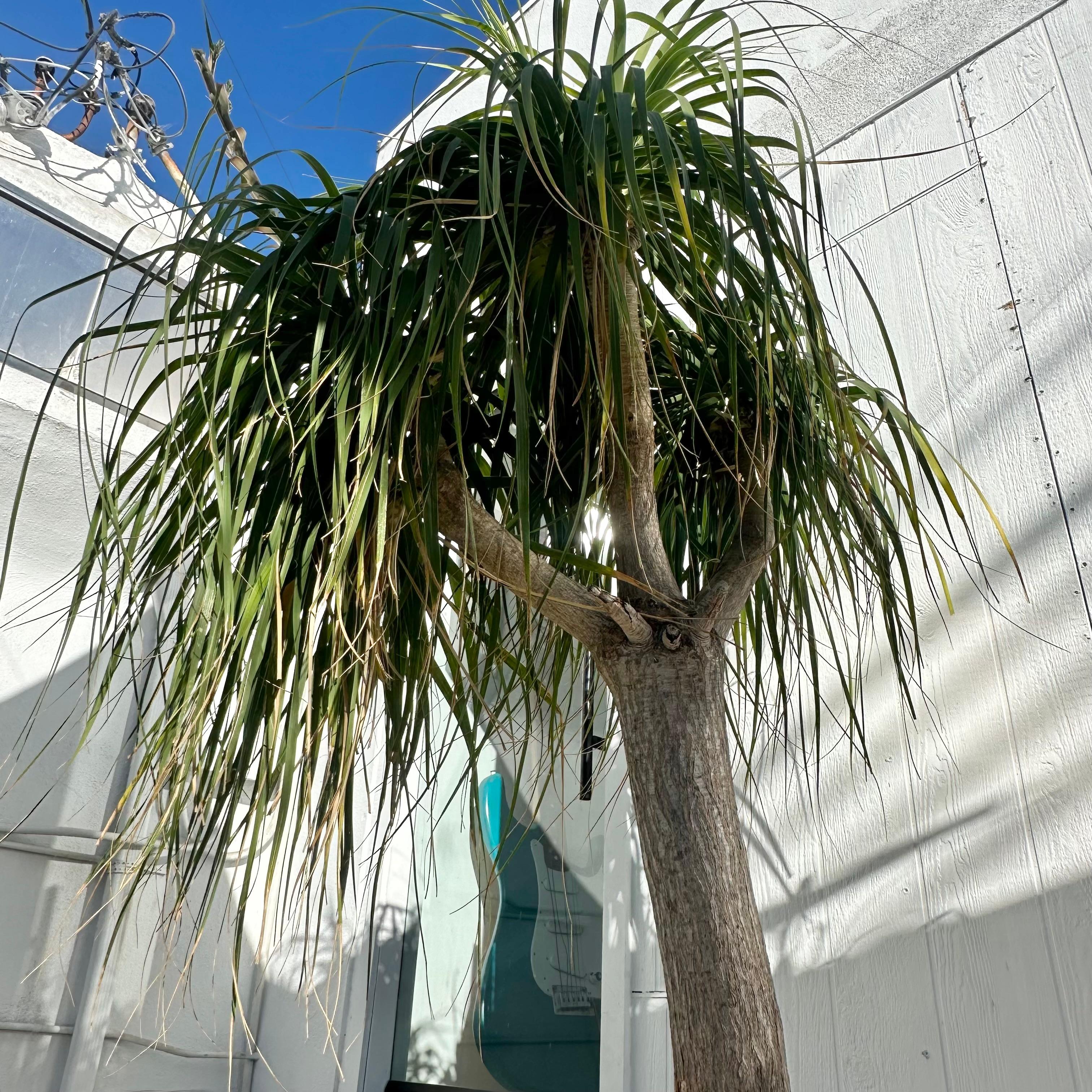 Concrete Saucer Planter with Monumental Ponytail Palm Tree, 2000s Switzerland For Sale 2