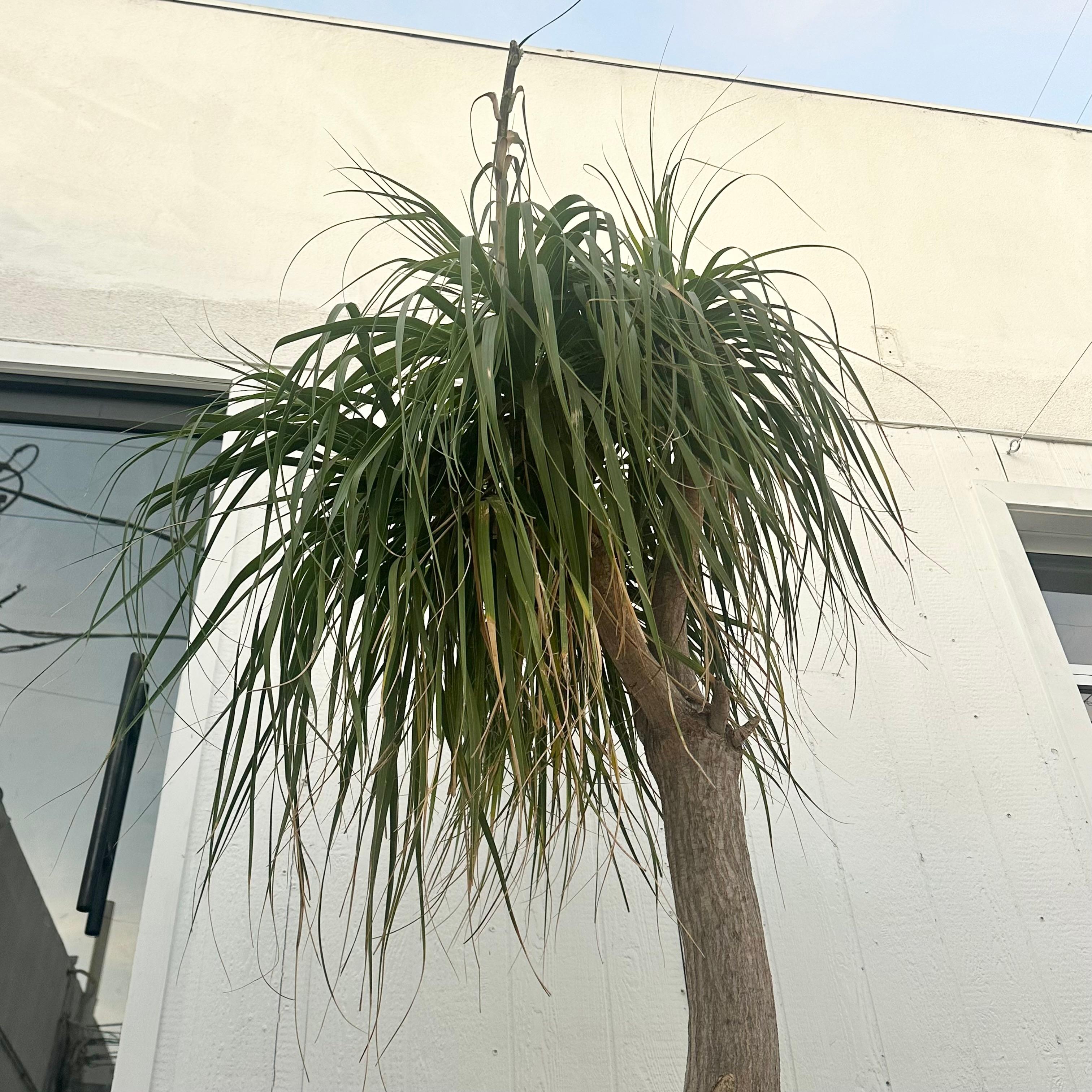 Concrete Saucer Planter with Monumental Ponytail Palm Tree, 2000s Switzerland For Sale 3