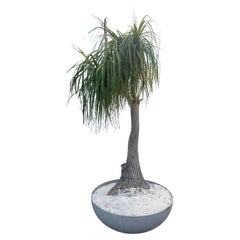 Concrete Saucer Planter with Monumental Ponytail Palm Tree, 2000s Switzerland