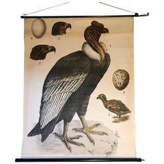 Retro Condor Educational Chart, Ehgleders Wall Chart, J. F. Schreiber