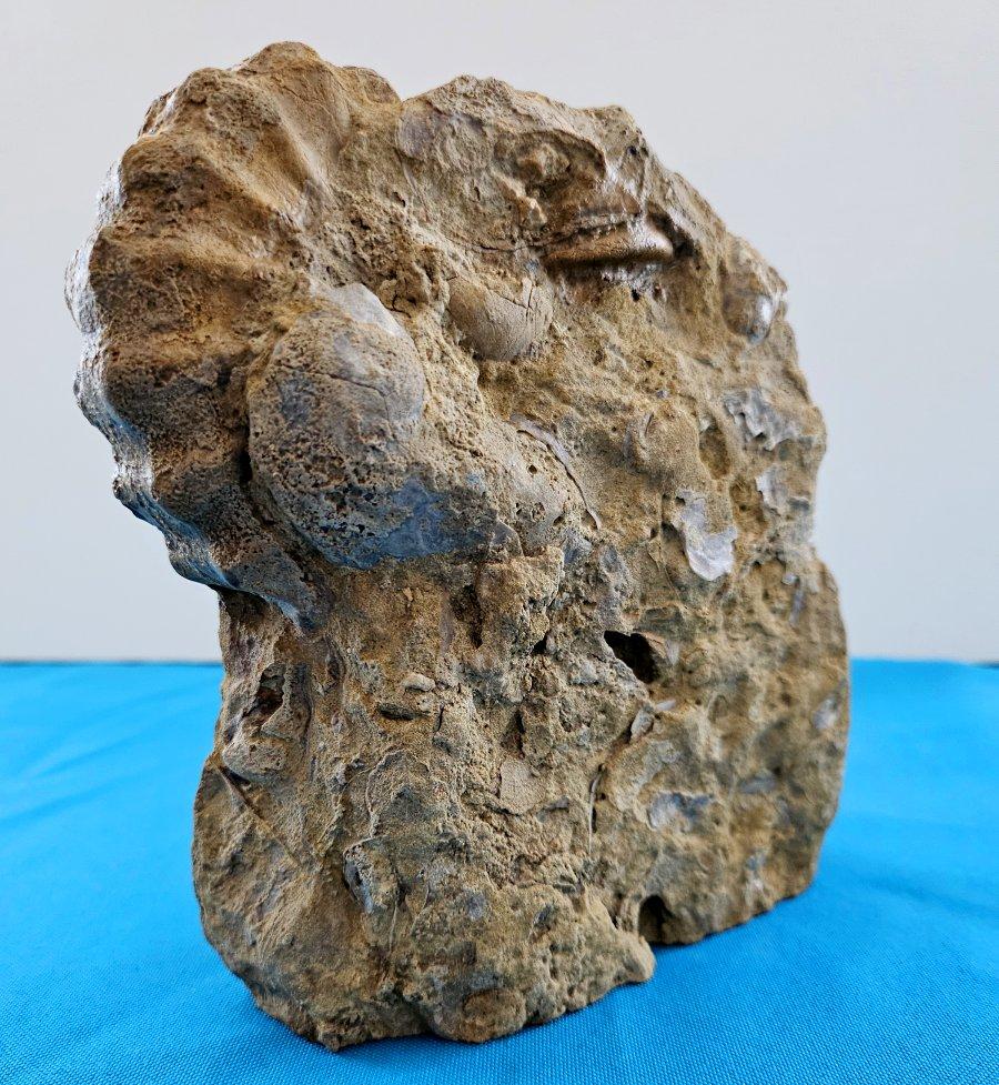 Ammonite fossile Conlinoceras Tarrantense (alias Woodbine), 90 millions d'années en vente 2