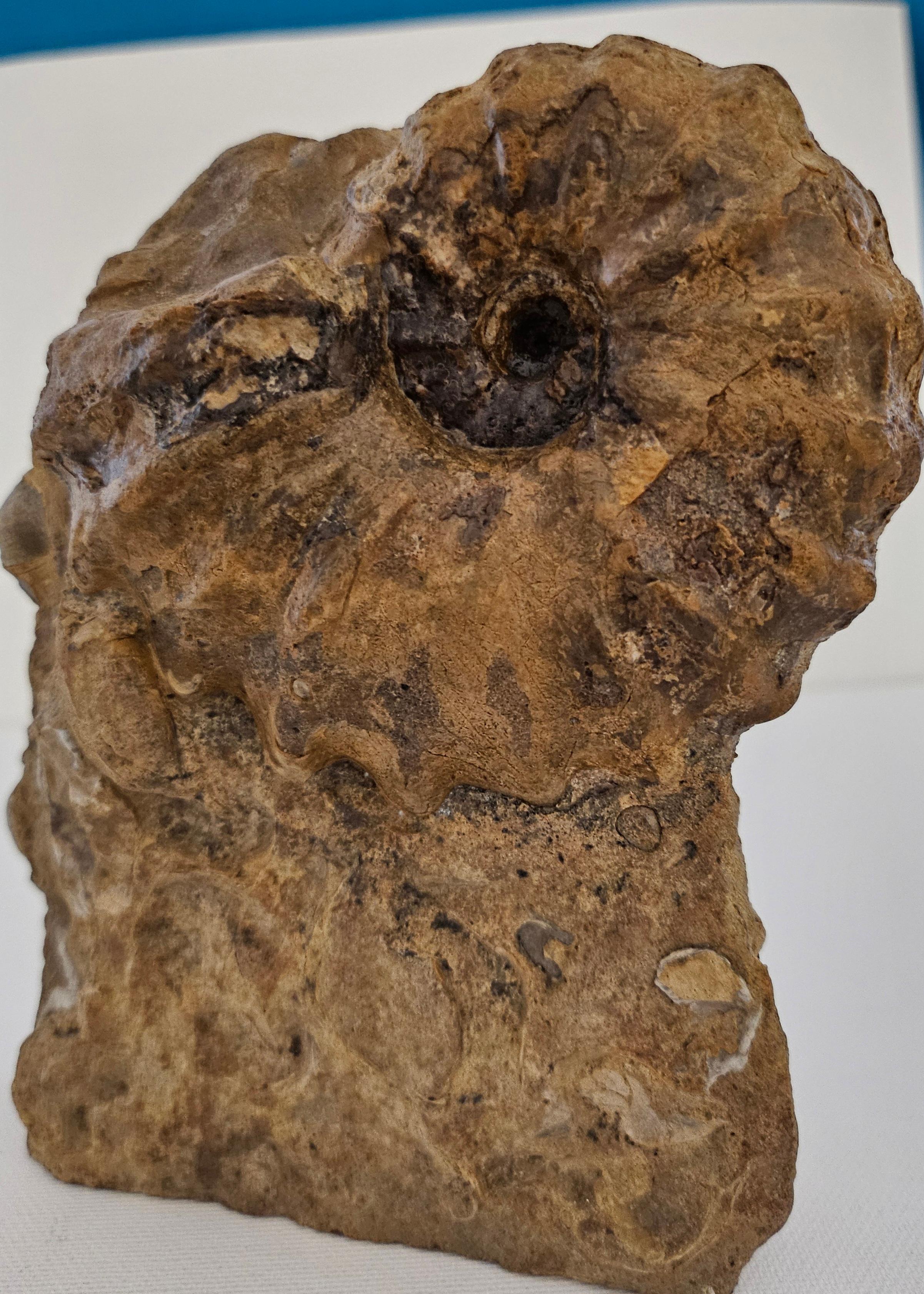 Ammonite fossile Conlinoceras Tarrantense (alias Woodbine), 90 millions d'années en vente 3