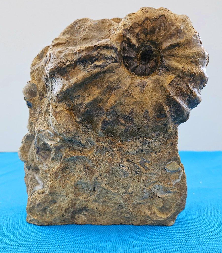 Ammonite fossile Conlinoceras Tarrantense (alias Woodbine), 90 millions d'années en vente 4