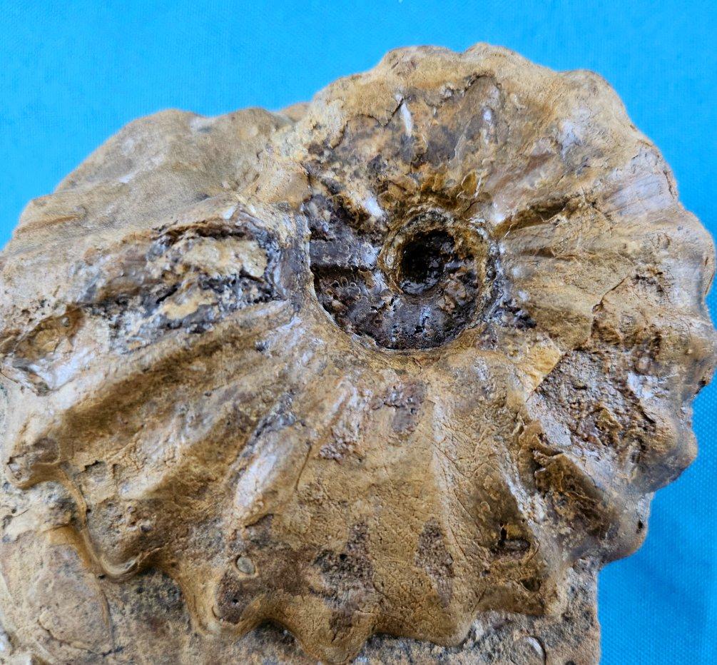 Ammonite fossile Conlinoceras Tarrantense (alias Woodbine), 90 millions d'années en vente 5
