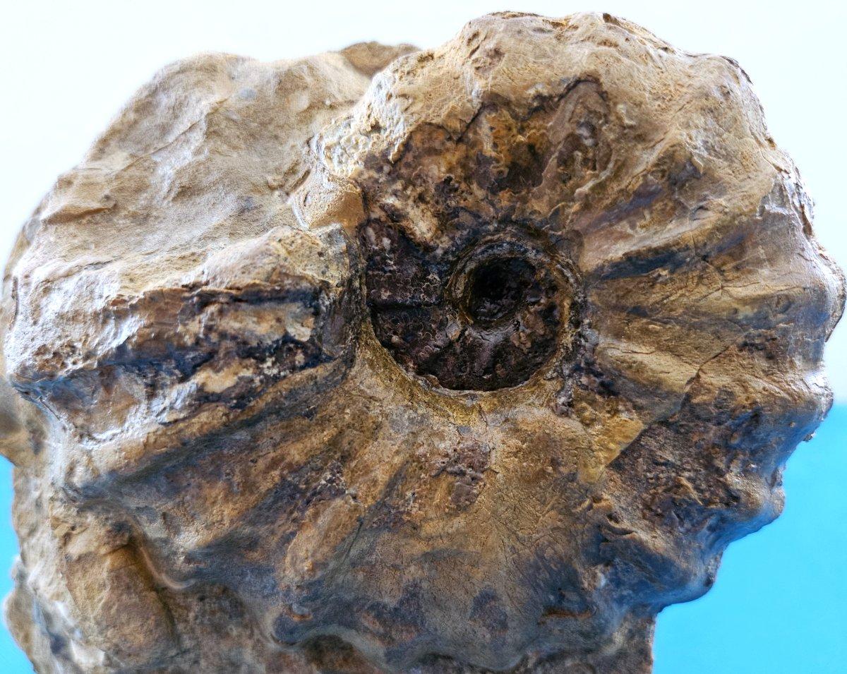 Ammonite fossile Conlinoceras Tarrantense (alias Woodbine), 90 millions d'années en vente 6
