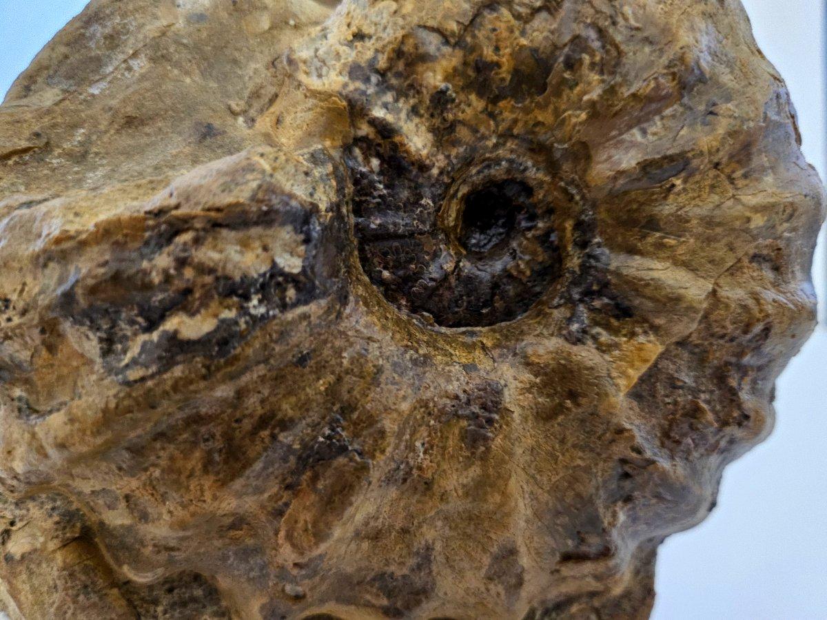 Ammonite fossile Conlinoceras Tarrantense (alias Woodbine), 90 millions d'années en vente 7