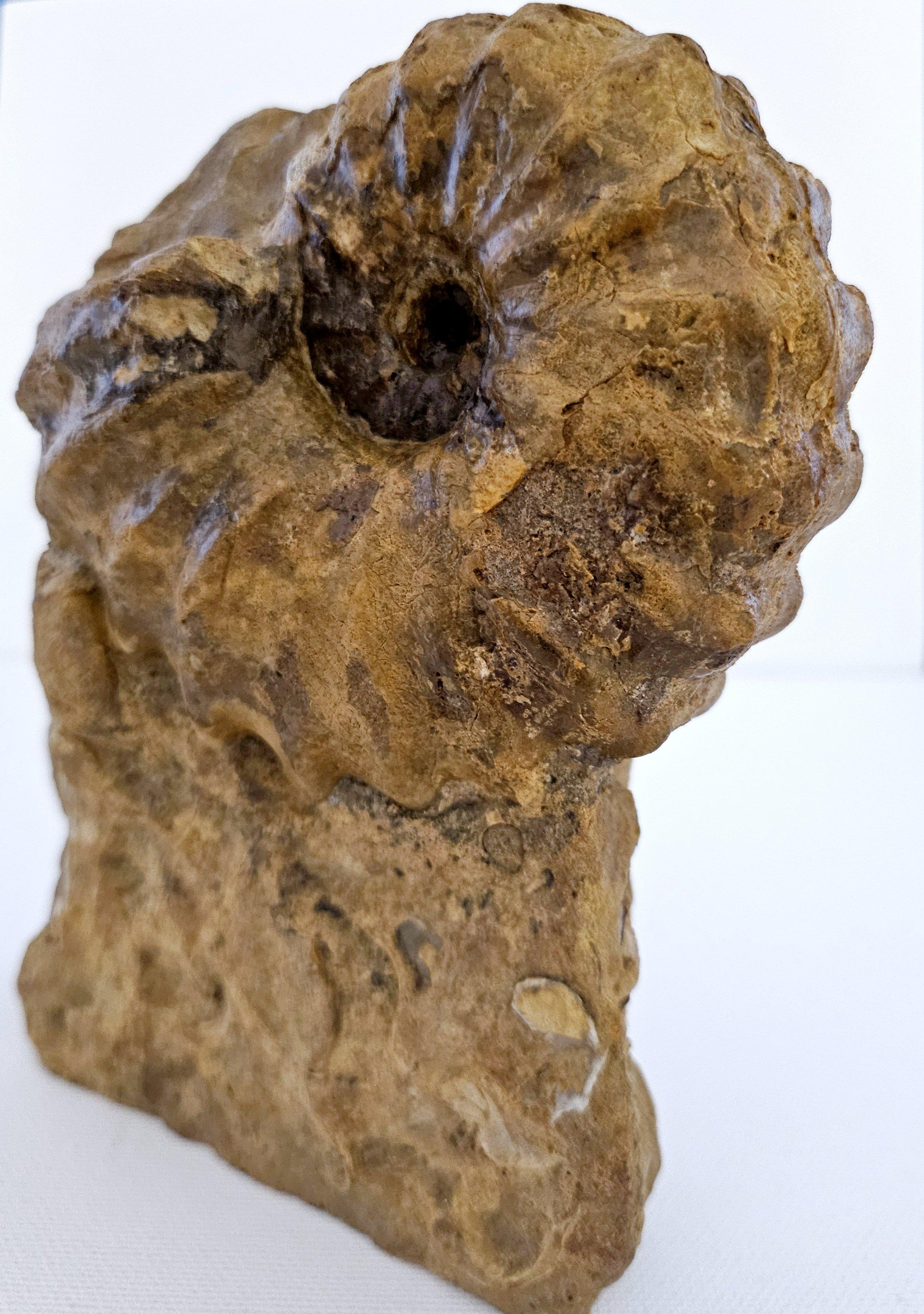 Ammonite fossile Conlinoceras Tarrantense (alias Woodbine), 90 millions d'années en vente 8