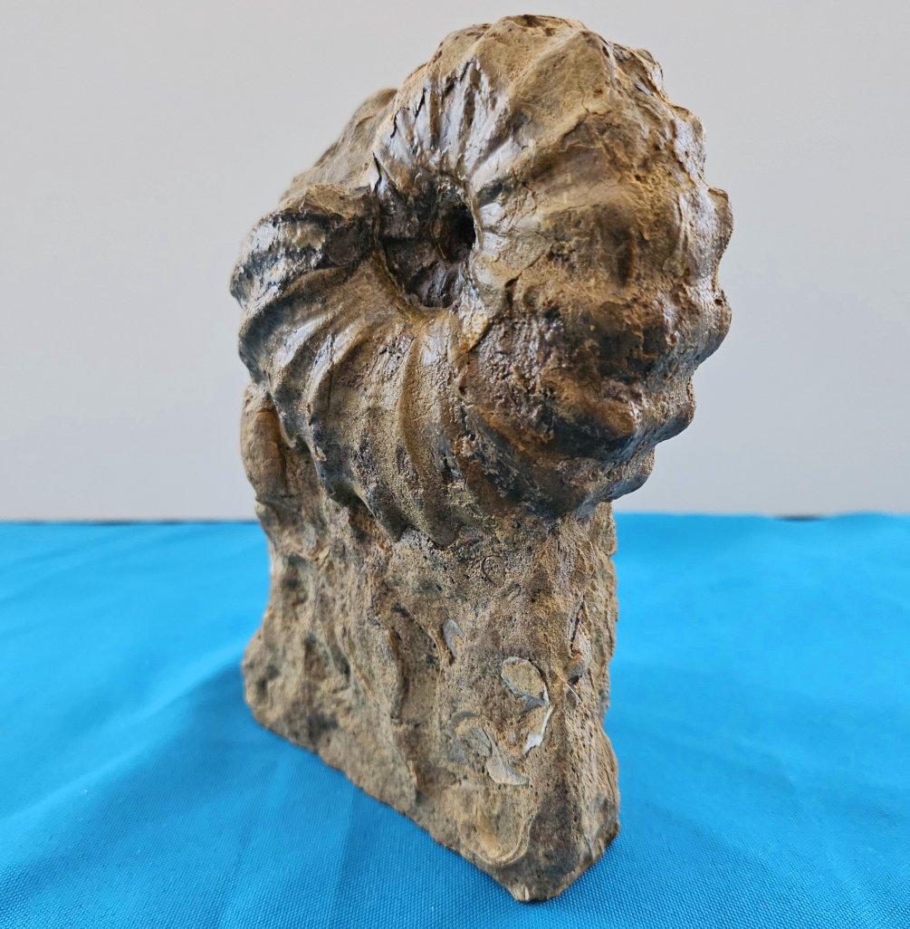 Ammonite fossile Conlinoceras Tarrantense (alias Woodbine), 90 millions d'années en vente 9