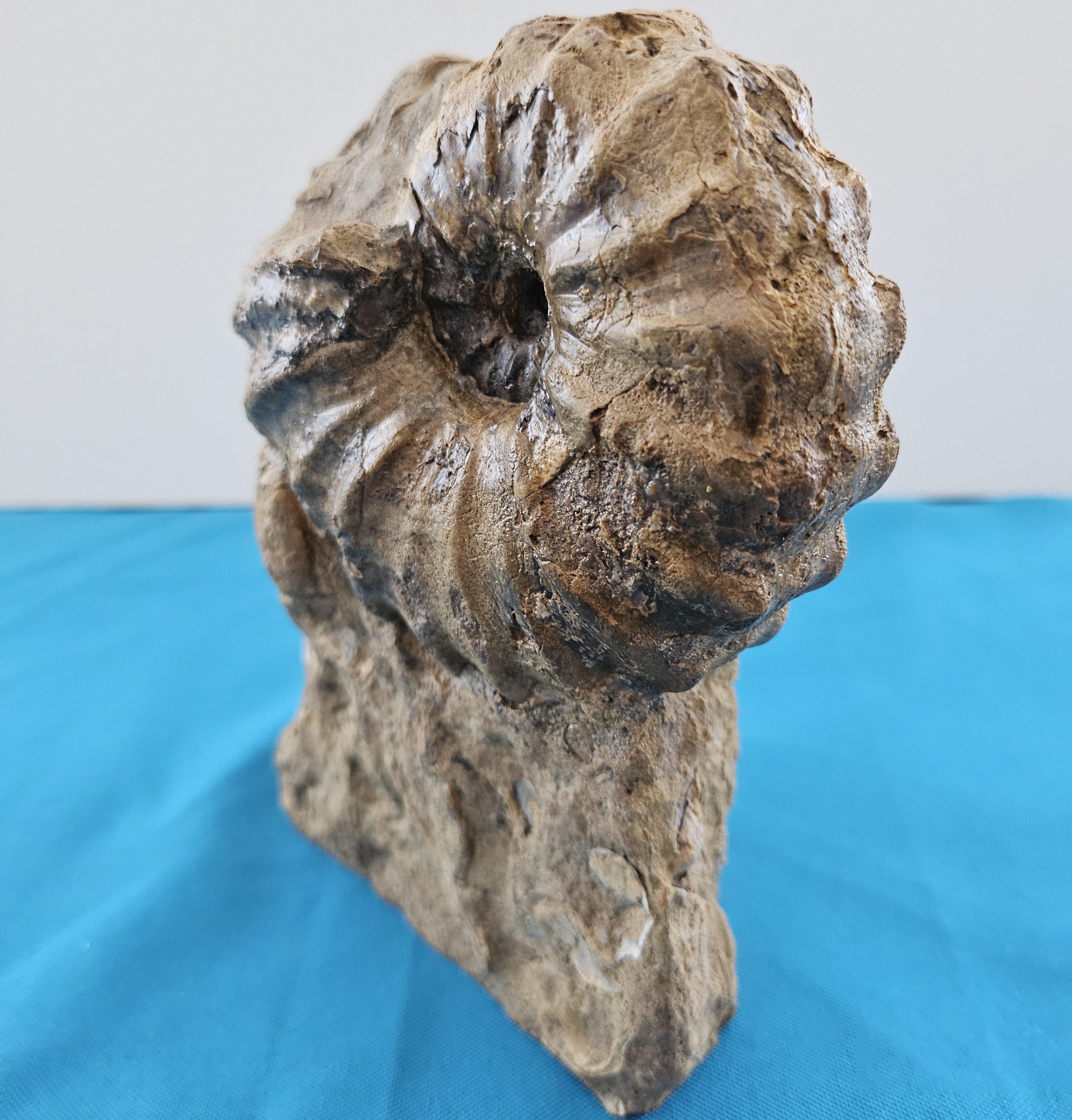 Ammonite fossile Conlinoceras Tarrantense (alias Woodbine), 90 millions d'années en vente 10