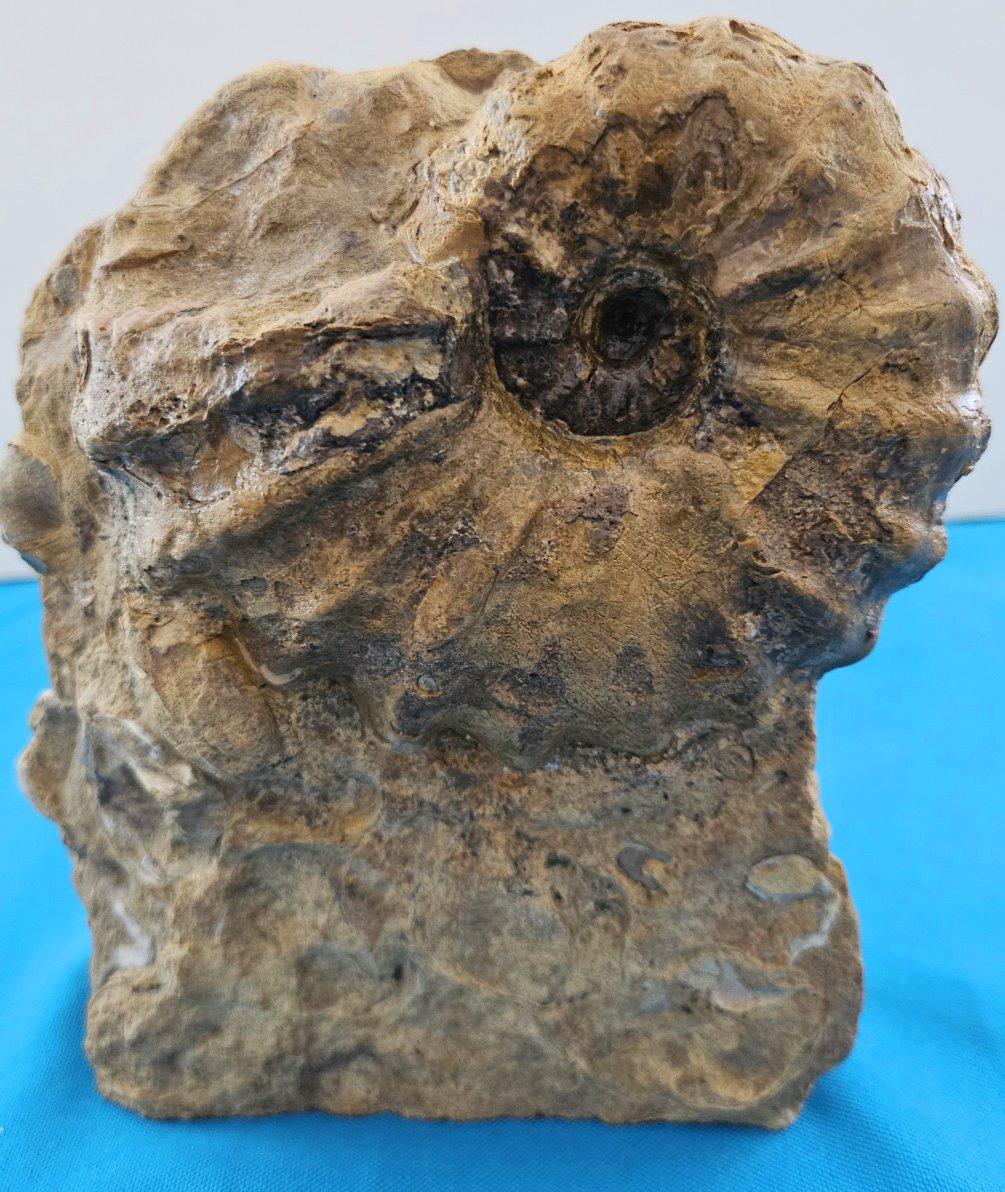Ammonite fossile Conlinoceras Tarrantense (alias Woodbine), 90 millions d'années en vente 11