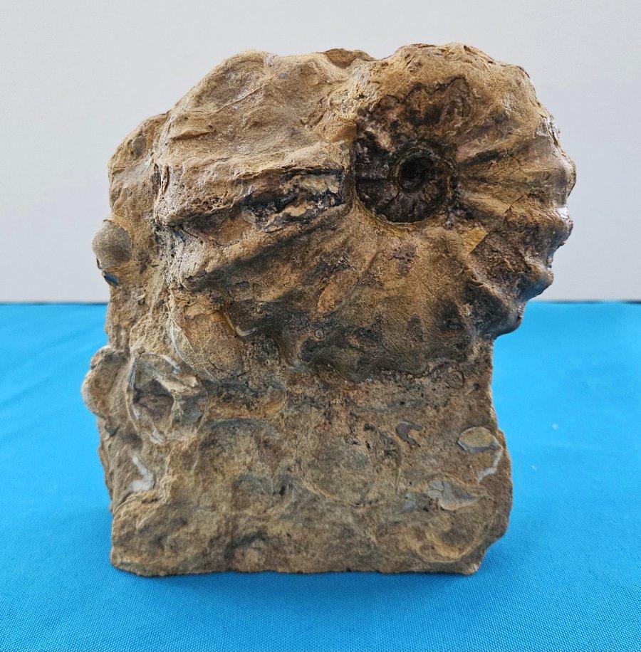 Conlinoceras Tarrantense (aka Woodbine) Ammonite fossile, 90 millions d'années apx.  RARE, très recherché et considéré comme une pièce de collection. L'ammonite de Woodbine ne se trouve nulle part dans le monde, sauf au Texas, et encore, rarement. 