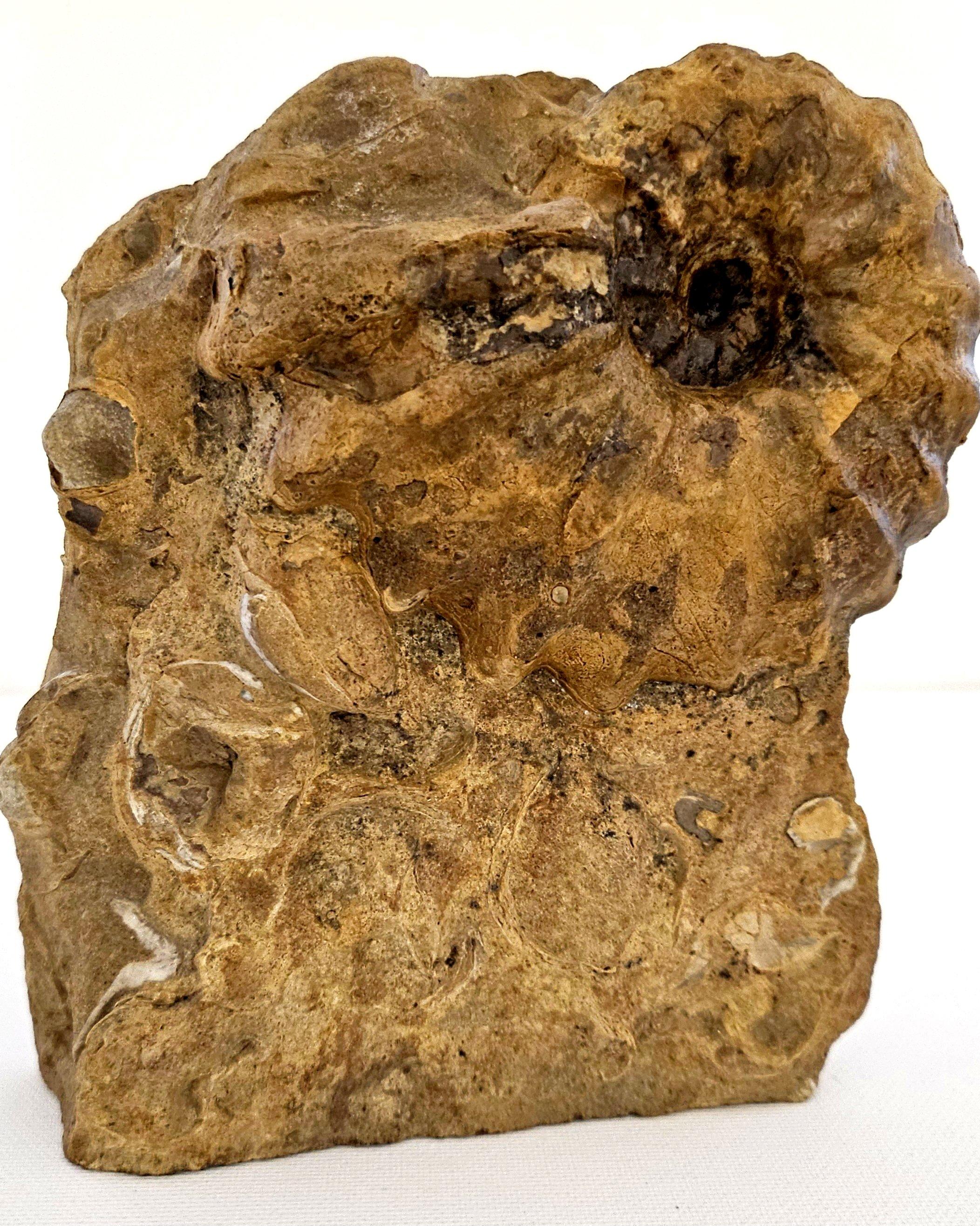 Organique Ammonite fossile Conlinoceras Tarrantense (alias Woodbine), 90 millions d'années en vente