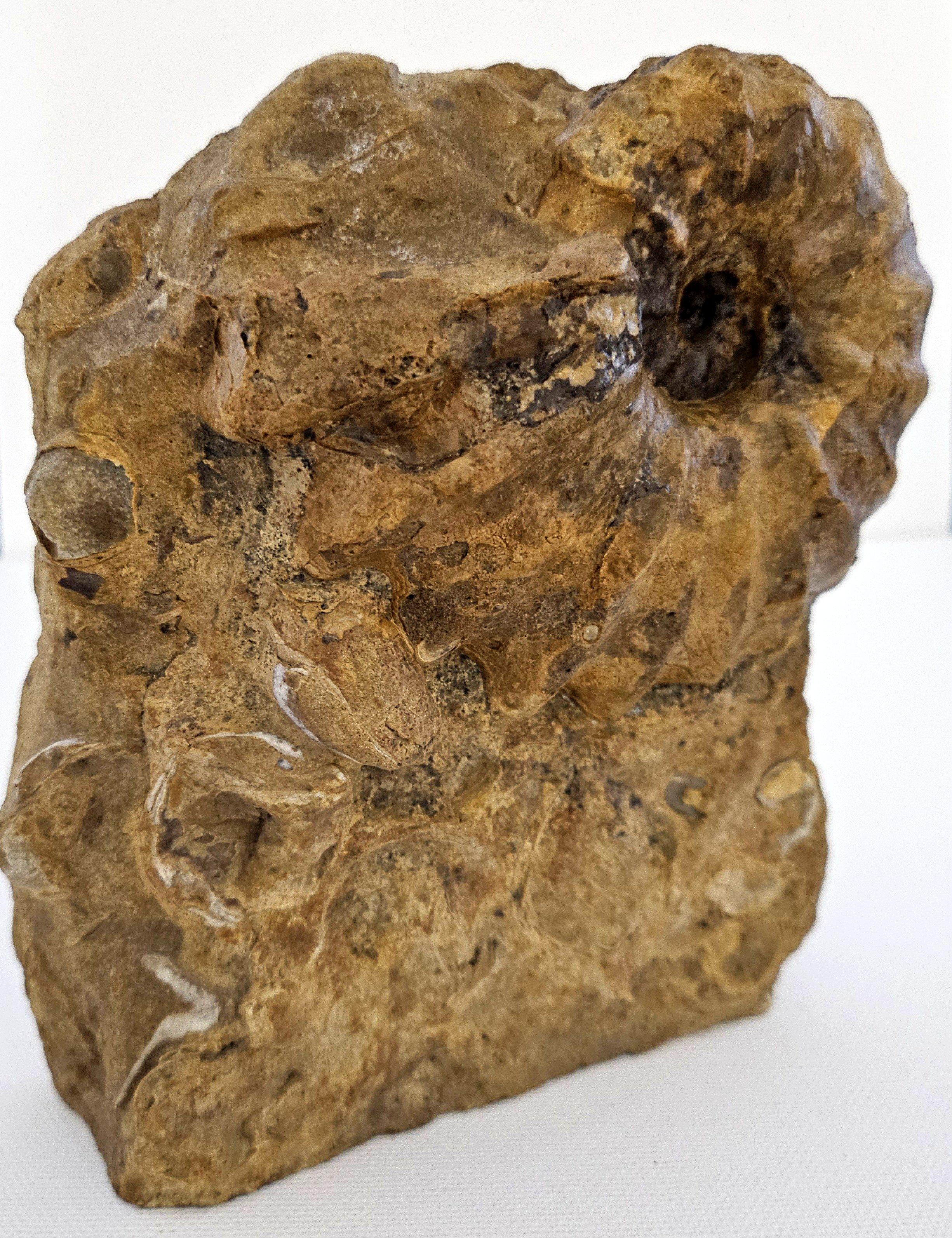 Américain Ammonite fossile Conlinoceras Tarrantense (alias Woodbine), 90 millions d'années en vente