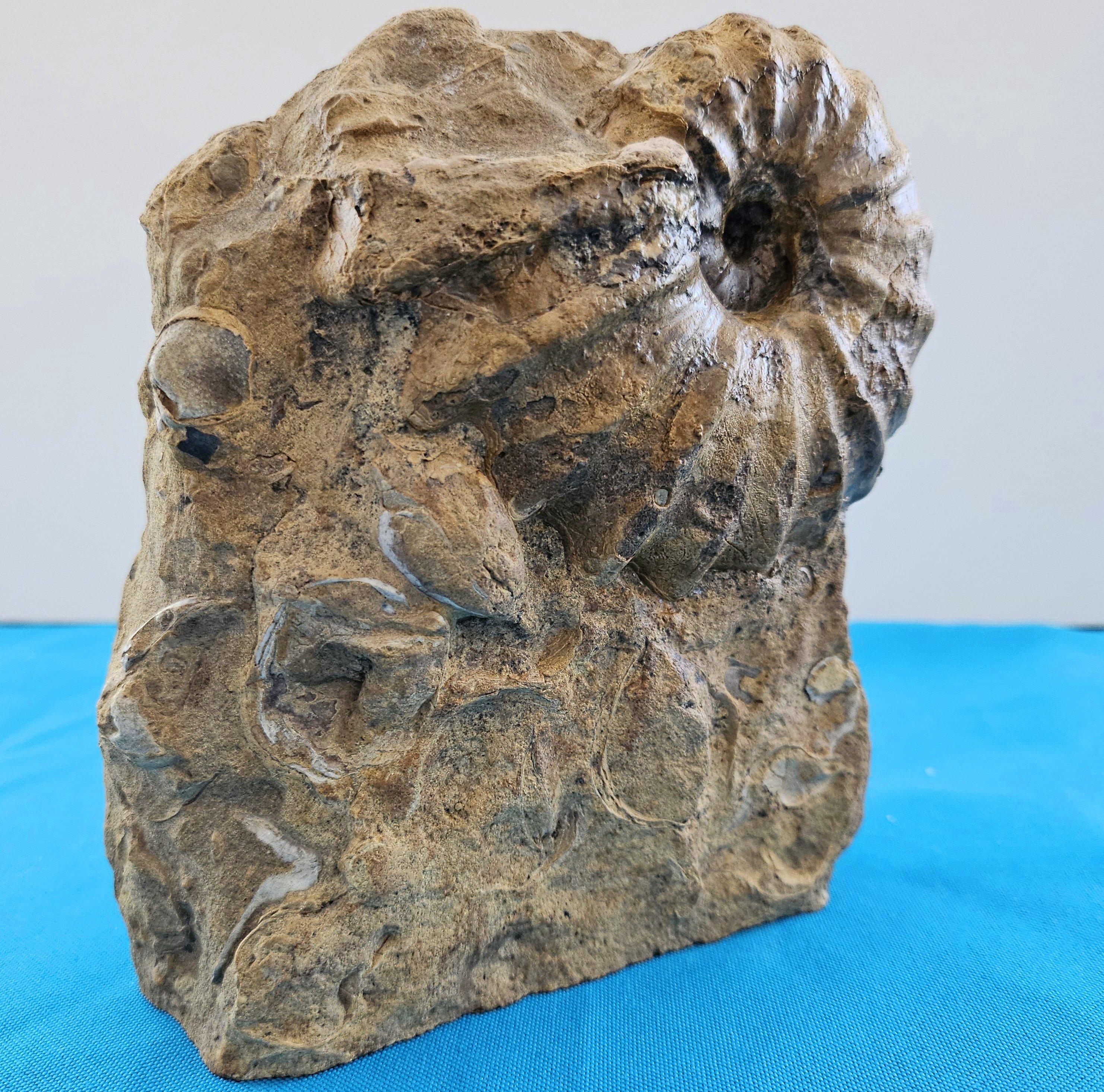 Autre Ammonite fossile Conlinoceras Tarrantense (alias Woodbine), 90 millions d'années en vente