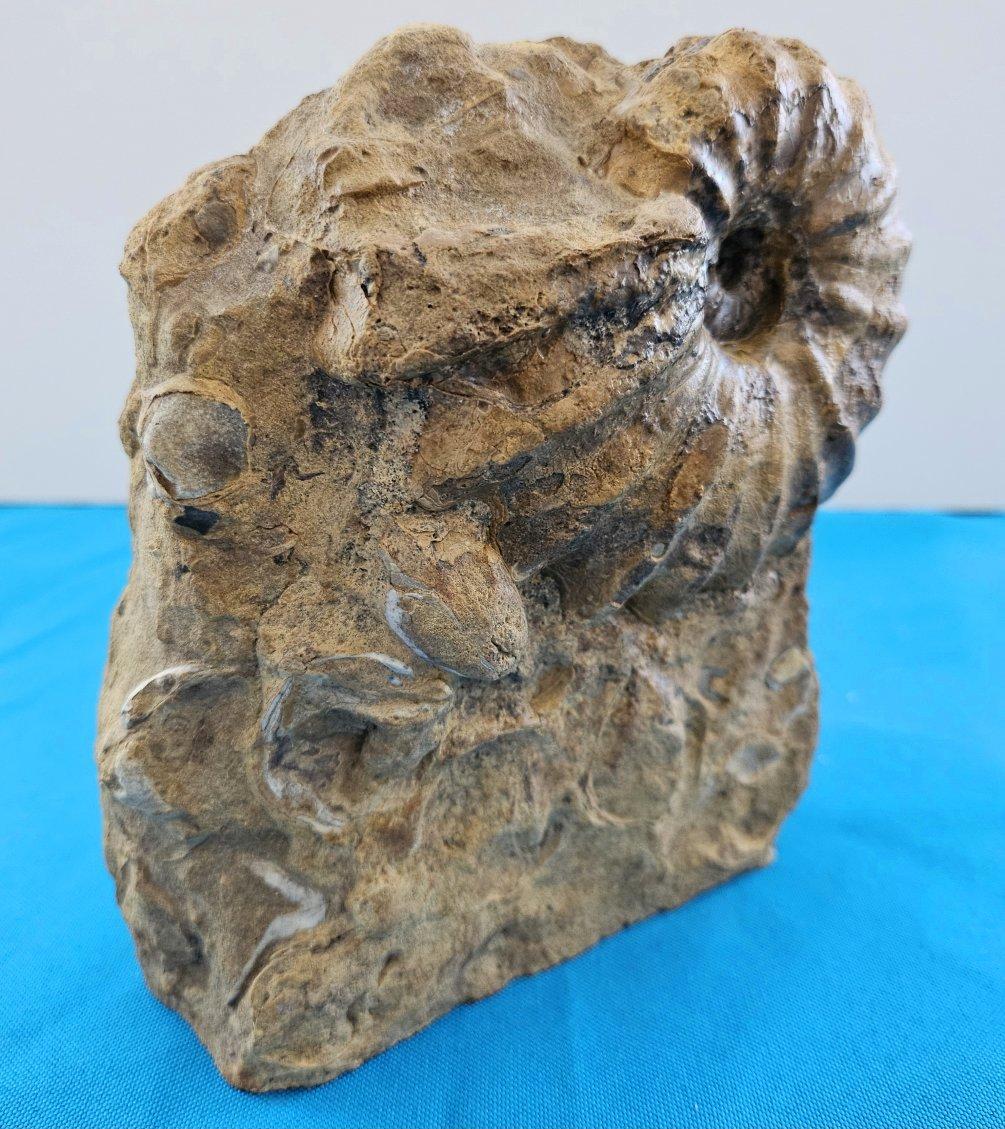 Ammonite fossile Conlinoceras Tarrantense (alias Woodbine), 90 millions d'années Bon état - En vente à Warrenton, OR