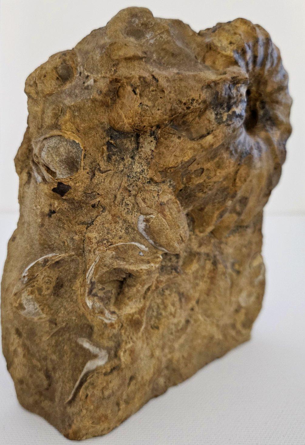 XVIIIe siècle et antérieur Ammonite fossile Conlinoceras Tarrantense (alias Woodbine), 90 millions d'années en vente