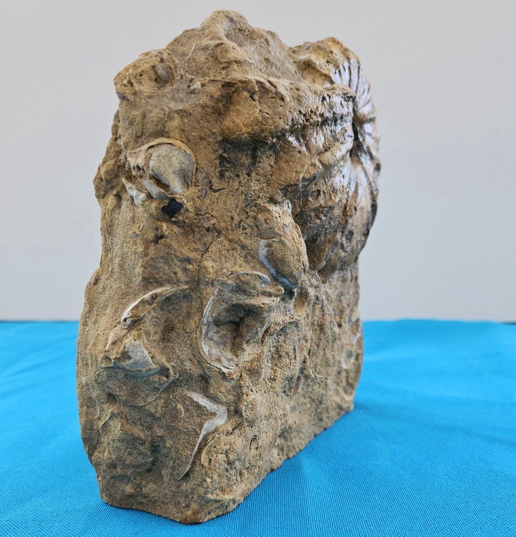 Coquillage Ammonite fossile Conlinoceras Tarrantense (alias Woodbine), 90 millions d'années en vente