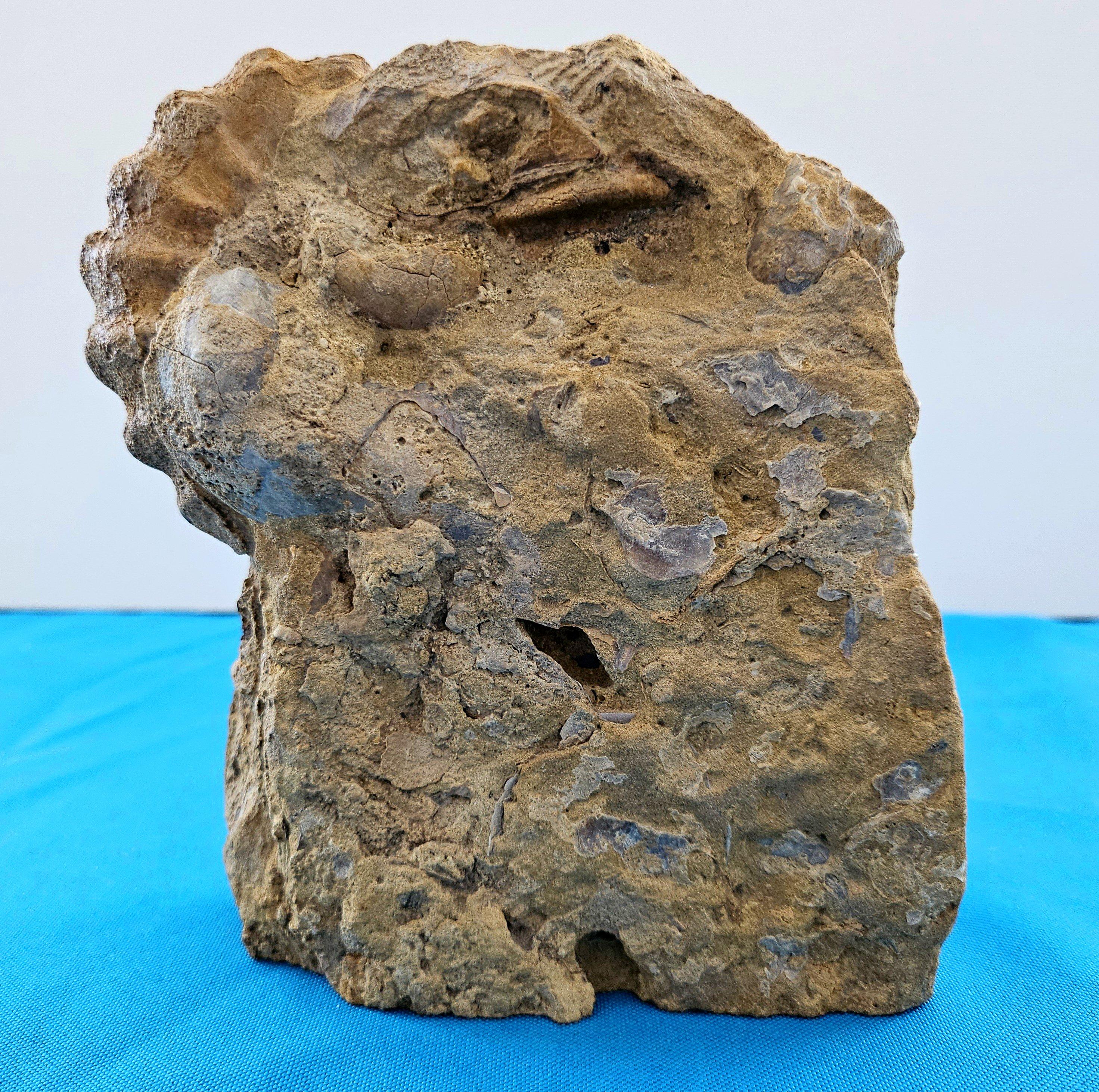 Ammonite fossile Conlinoceras Tarrantense (alias Woodbine), 90 millions d'années en vente 1
