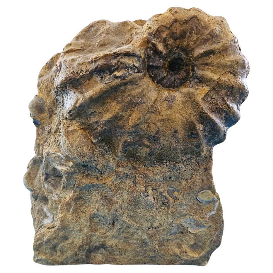 Ammonite fossile Conlinoceras Tarrantense (alias Woodbine), 90 millions d'années en vente