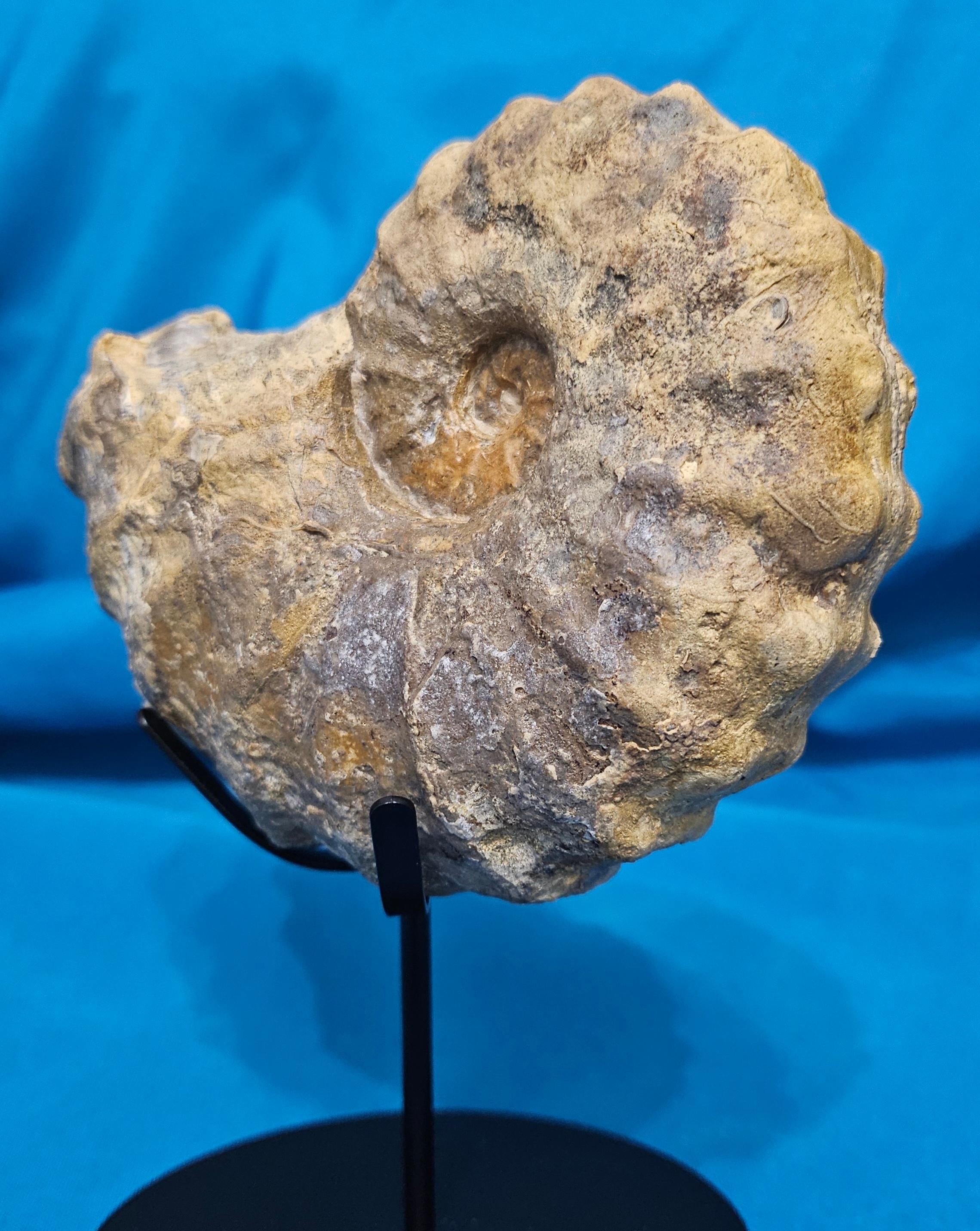 Conlinoceras Tarrantense Ammonit Fossil, 90+ Millionen Jahre alt im Angebot 2