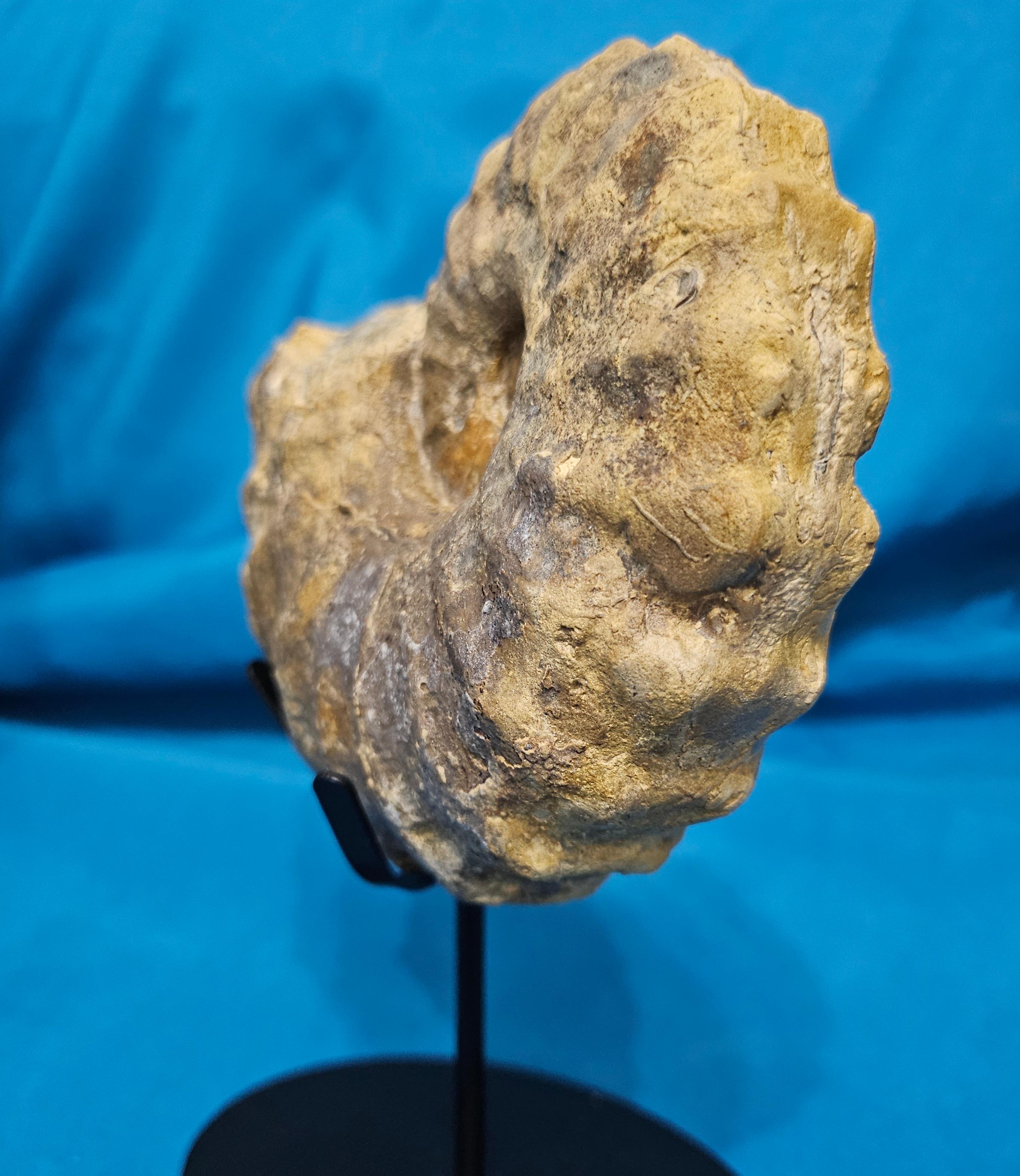 Conlinoceras Tarrantense Ammonit Fossil, 90+ Millionen Jahre alt im Angebot 3