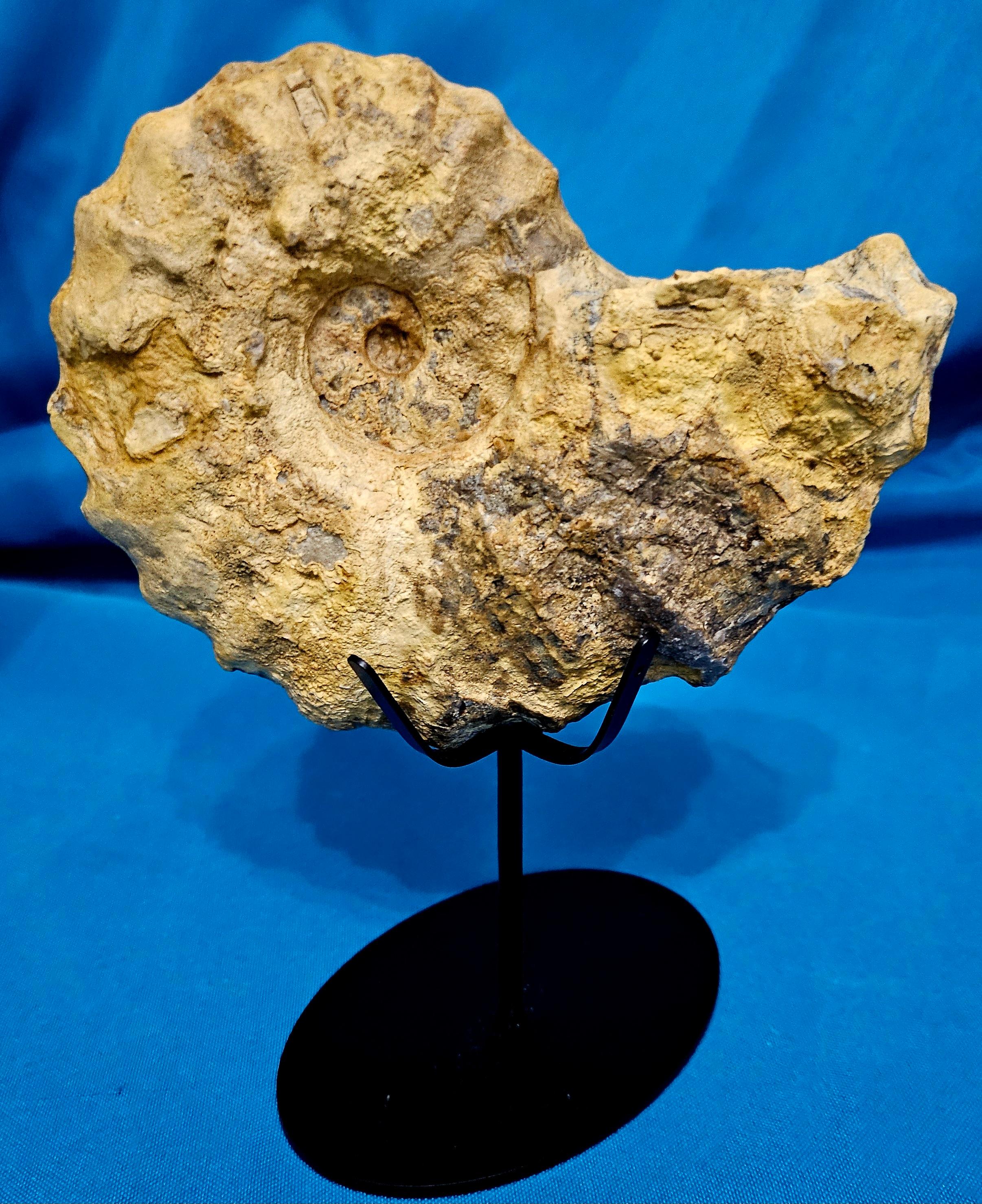 Conlinoceras Tarrantense Ammonit Fossil, 90+ Millionen Jahre alt im Angebot 4