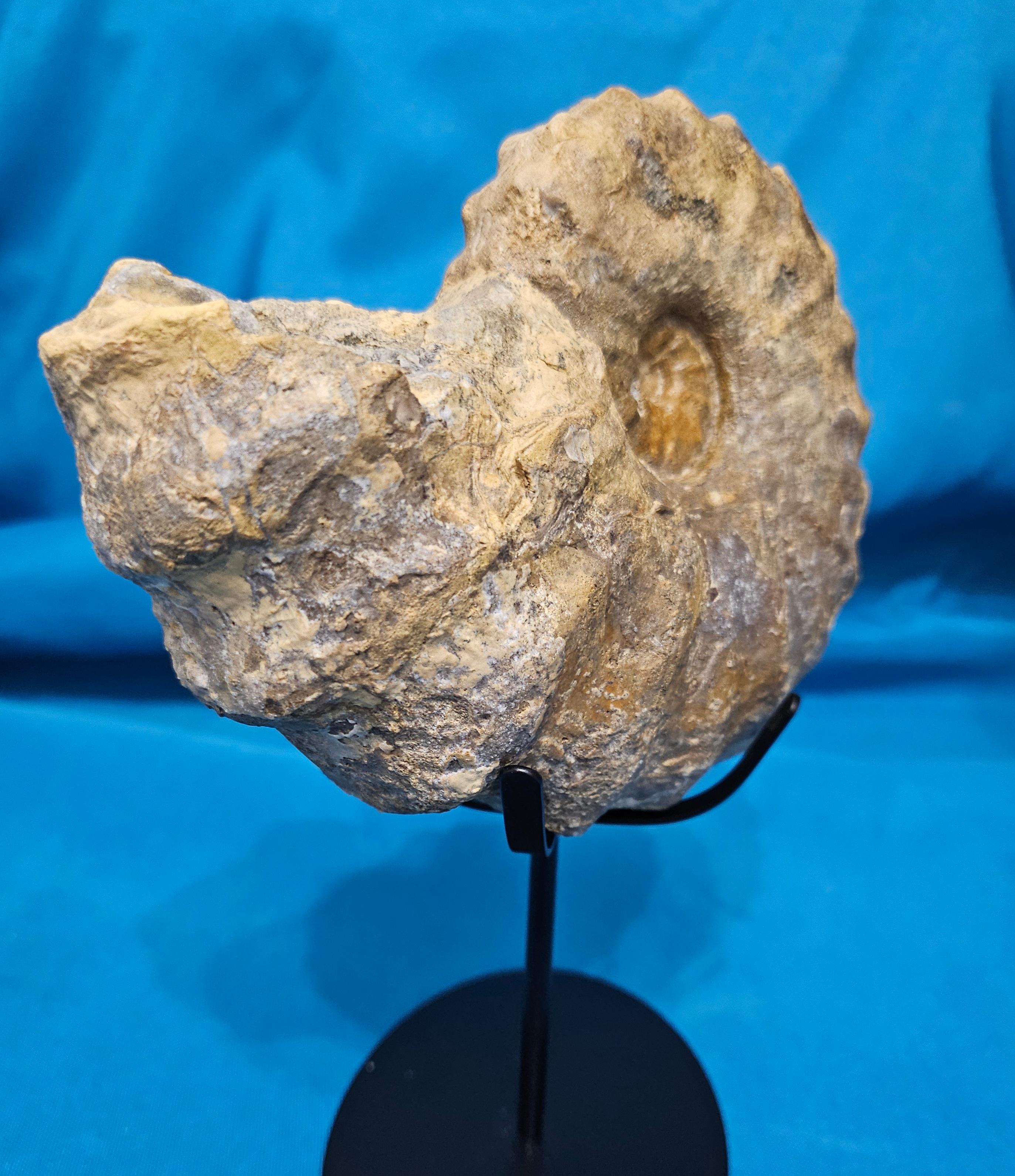 Conlinoceras Tarrantense Ammonit Fossil, 90+ Millionen Jahre alt im Angebot 5