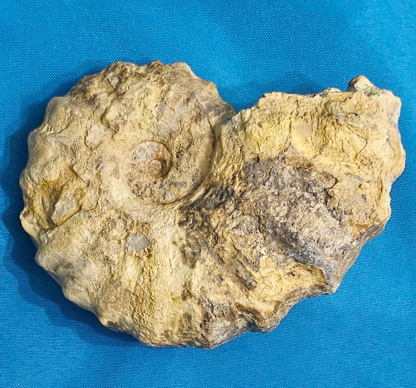 Conlinoceras Tarrantense Ammonit Fossil, 90+ Millionen Jahre alt im Angebot 6