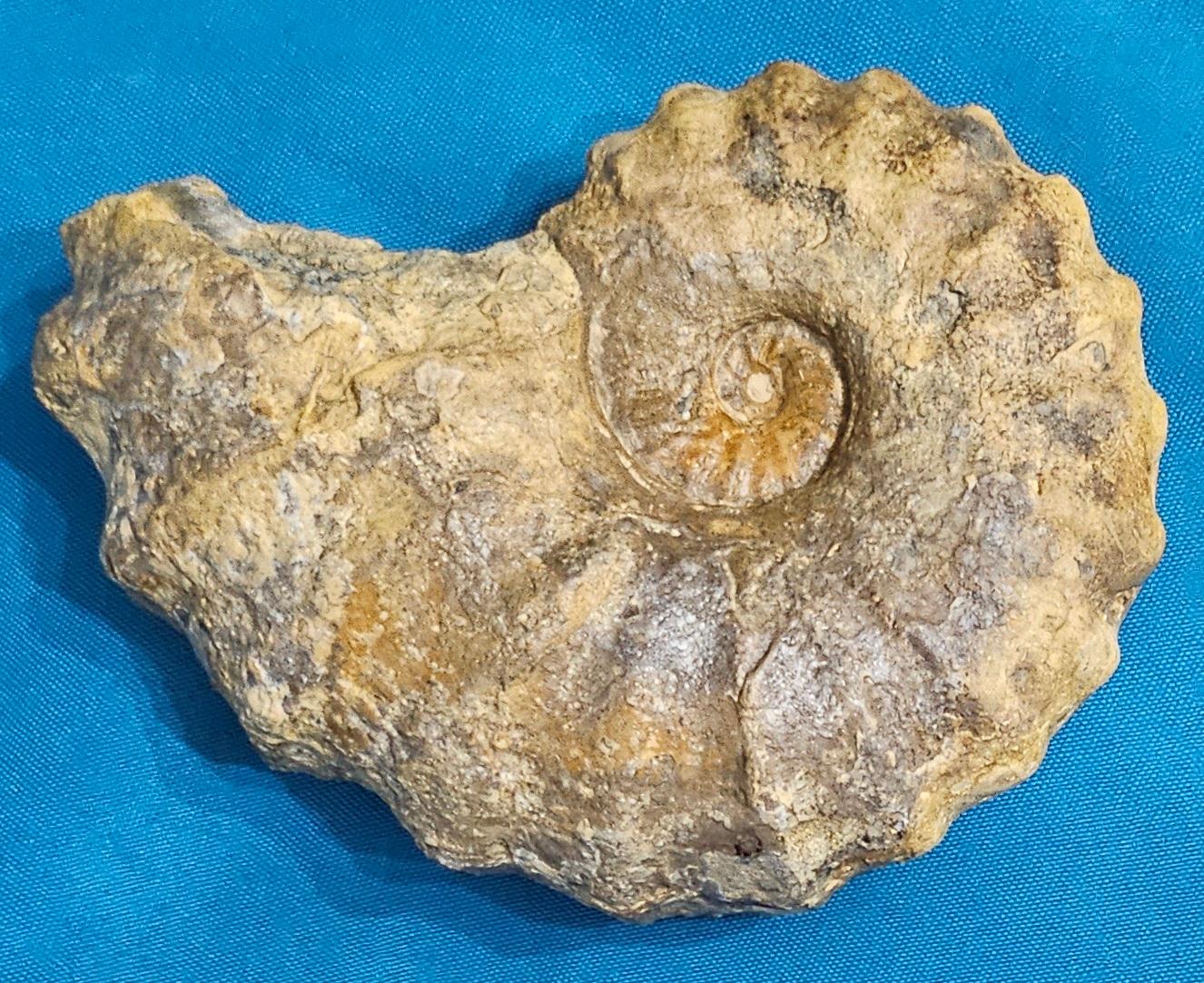 Conlinoceras Tarrantense Ammonit Fossil, 90+ Millionen Jahre alt im Angebot 7