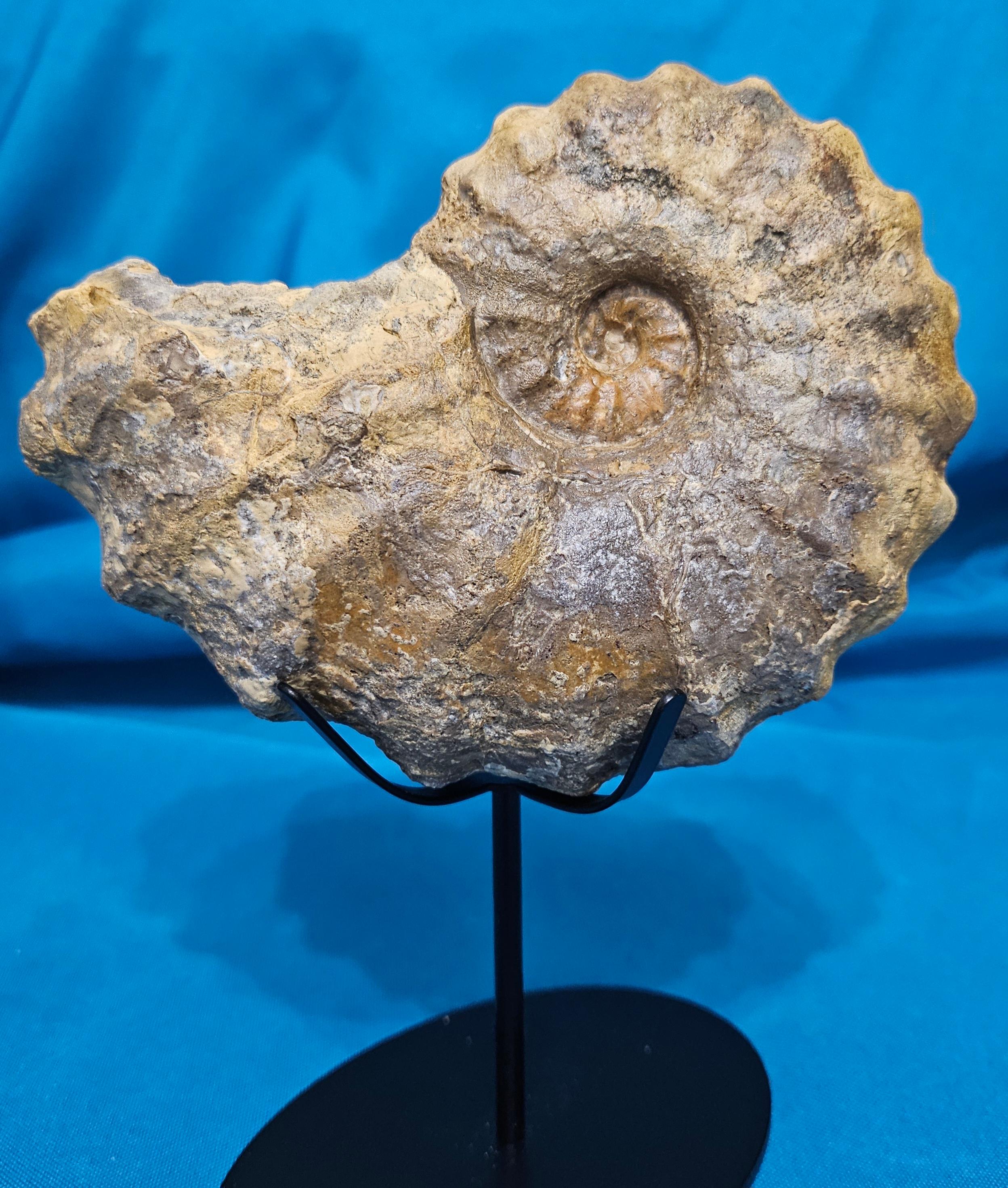 Conlinoceras Tarrantense Ammonit Fossil, 90-100 Millionen Jahre alt.  
Der Ammonit Conlinoceras Tarrantense gilt als selten und ist ein begehrtes Sammlerstück.  
Bitte beachten Sie, dass dieses Modell *nicht* mit einem Ständer geliefert wird.
Da es