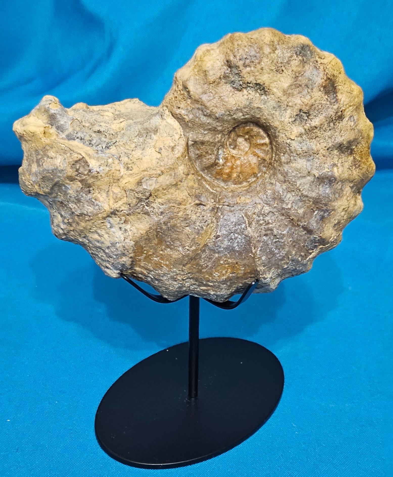 Conlinoceras Tarrantense Ammonit Fossil, 90+ Millionen Jahre alt (Prähistorisch) im Angebot