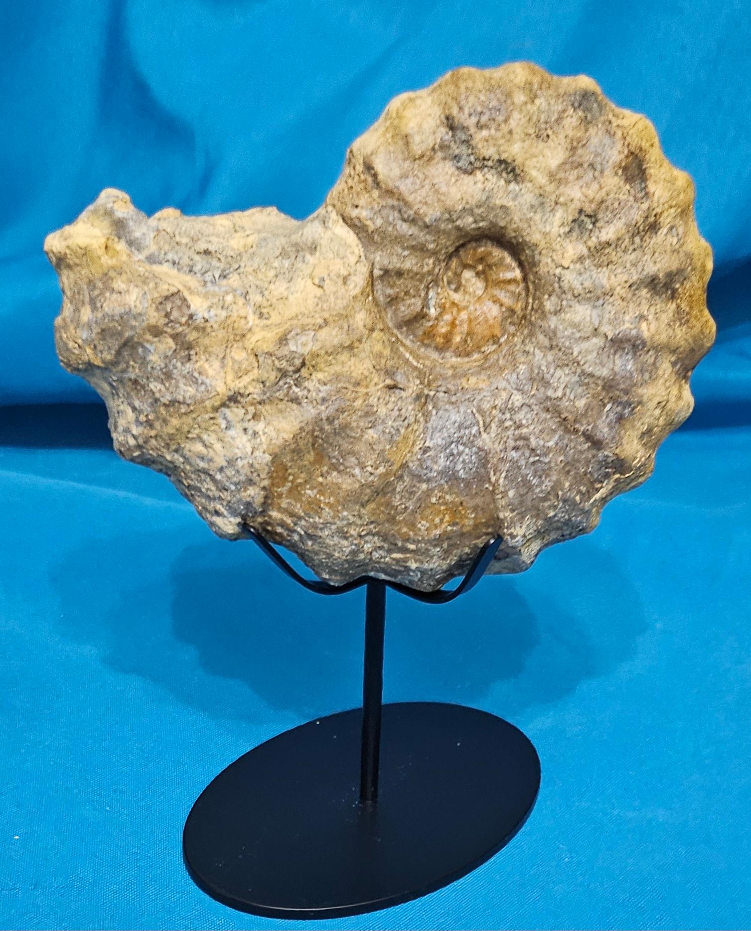 Conlinoceras Tarrantense Ammonit Fossil, 90+ Millionen Jahre alt (amerikanisch) im Angebot