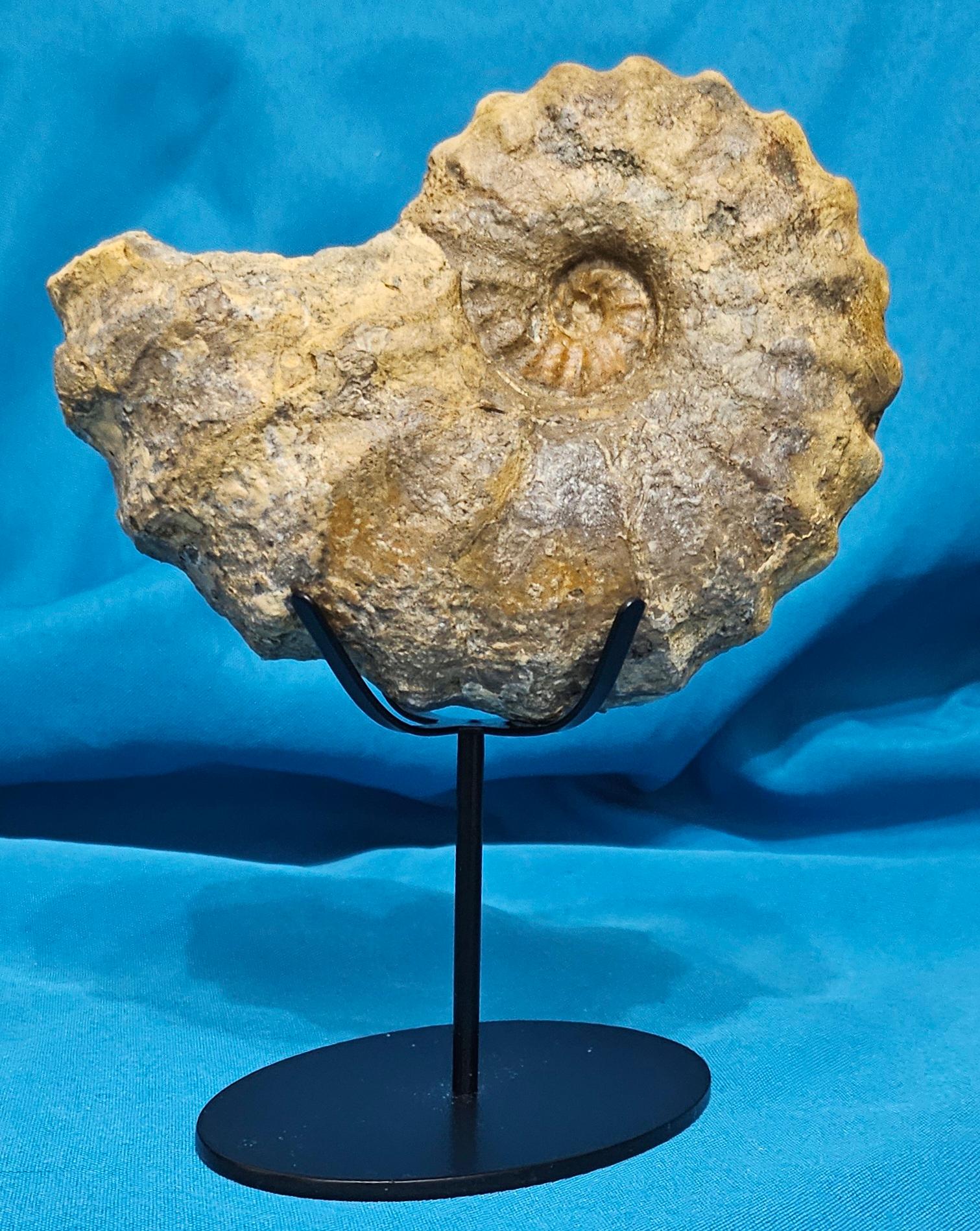 Conlinoceras Tarrantense Ammonit Fossil, 90+ Millionen Jahre alt (Sonstiges) im Angebot