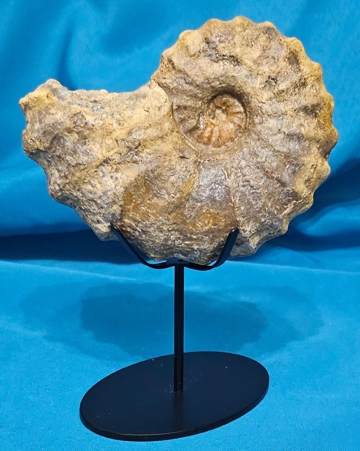 Conlinoceras Tarrantense Ammonit Fossil, 90+ Millionen Jahre alt im Zustand „Gut“ im Angebot in Warrenton, OR