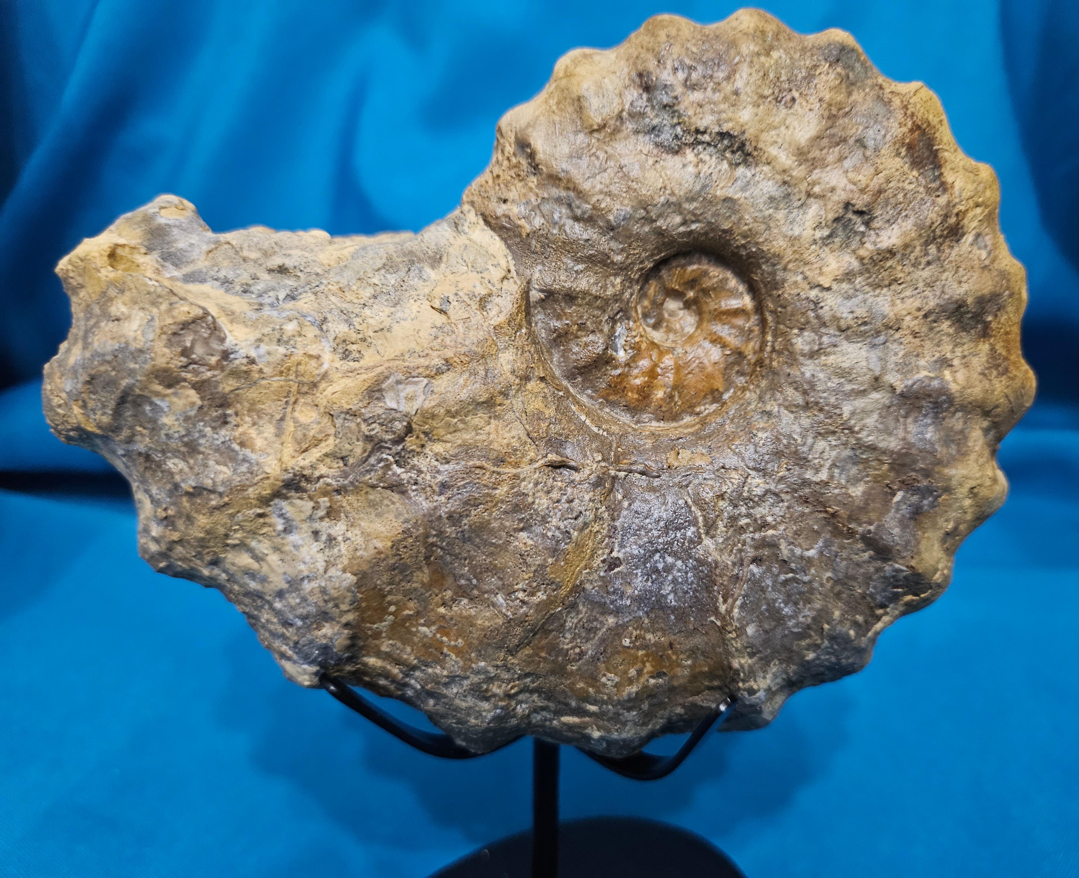 Conlinoceras Tarrantense Ammonit Fossil, 90+ Millionen Jahre alt (18. Jahrhundert und früher) im Angebot