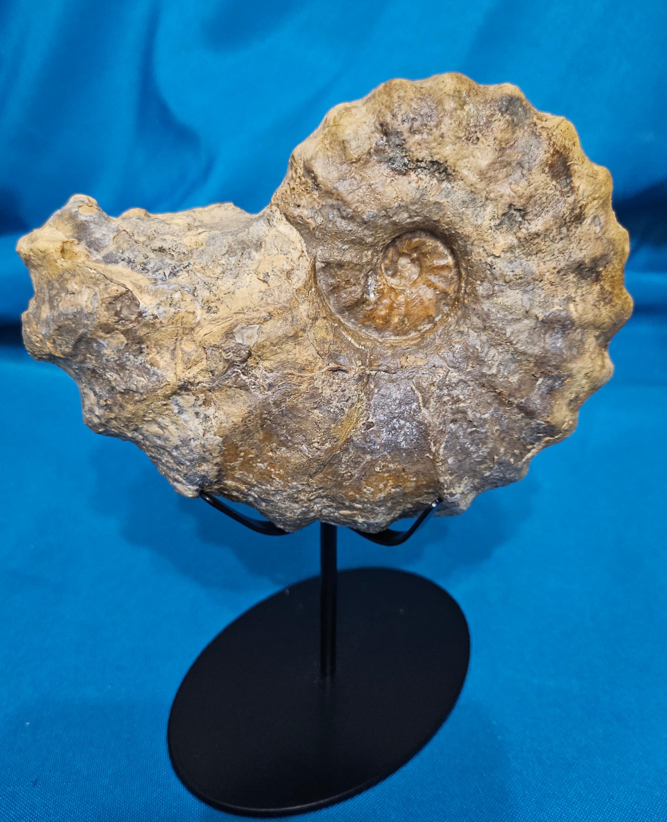 Conlinoceras Tarrantense Ammonit Fossil, 90+ Millionen Jahre alt (Muschel) im Angebot