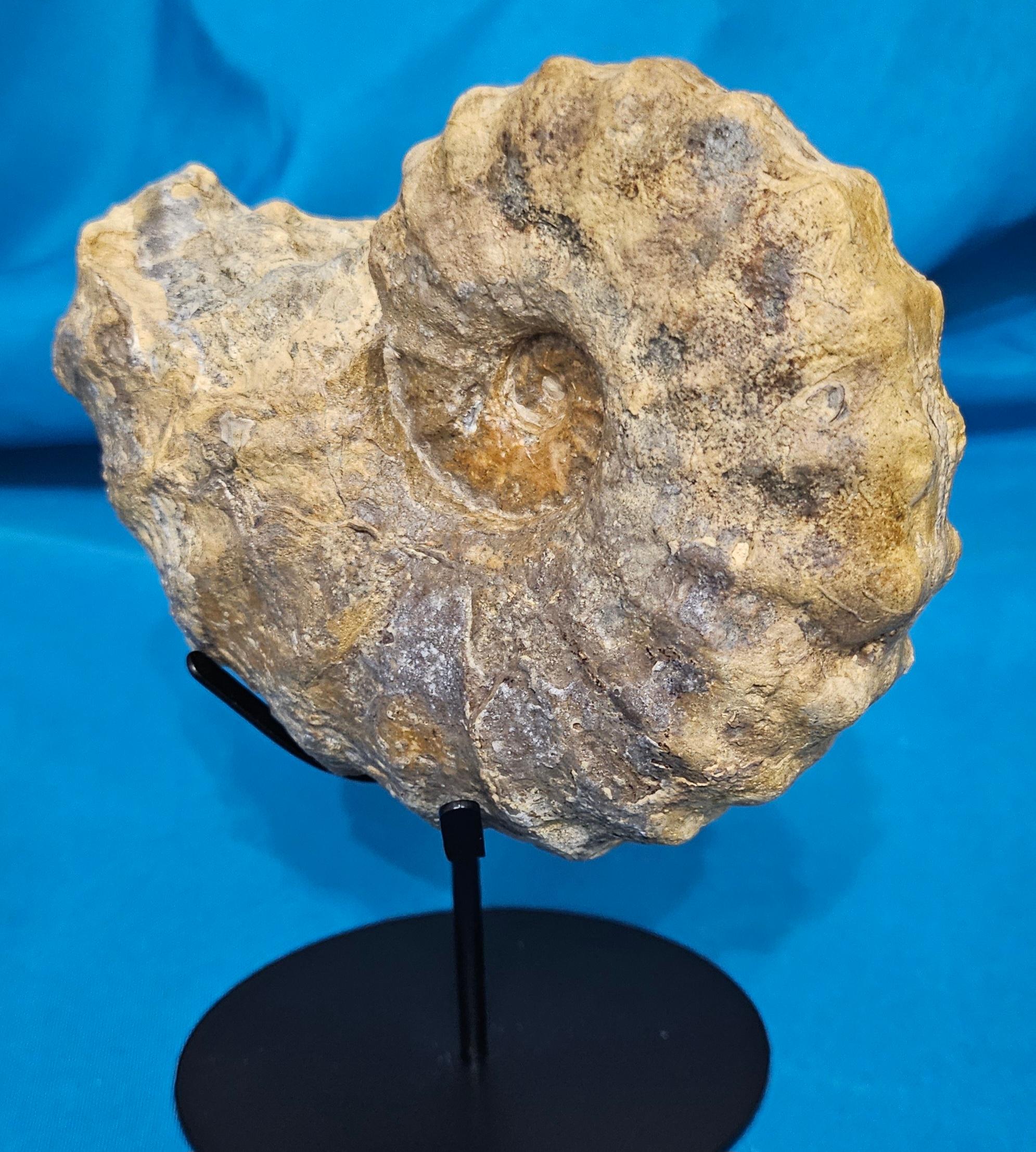 Conlinoceras Tarrantense Ammonit Fossil, 90+ Millionen Jahre alt im Angebot 1