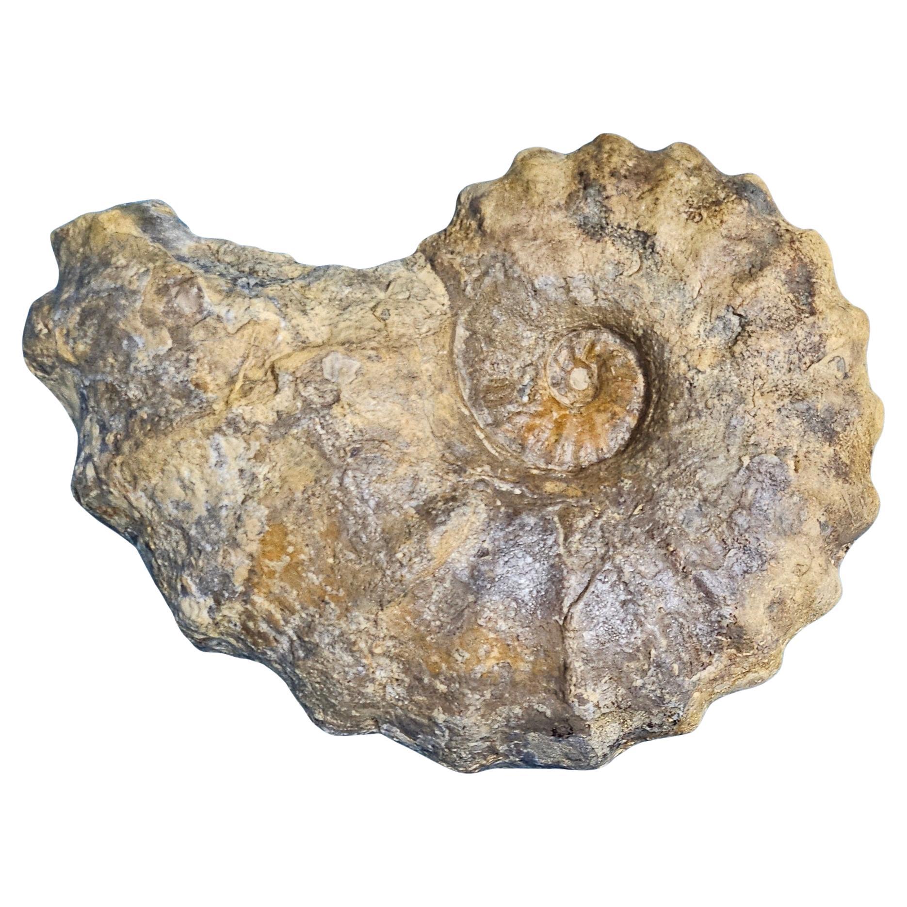 Conlinoceras Tarrantense Ammonite Fossil, 90+ Million Years Old