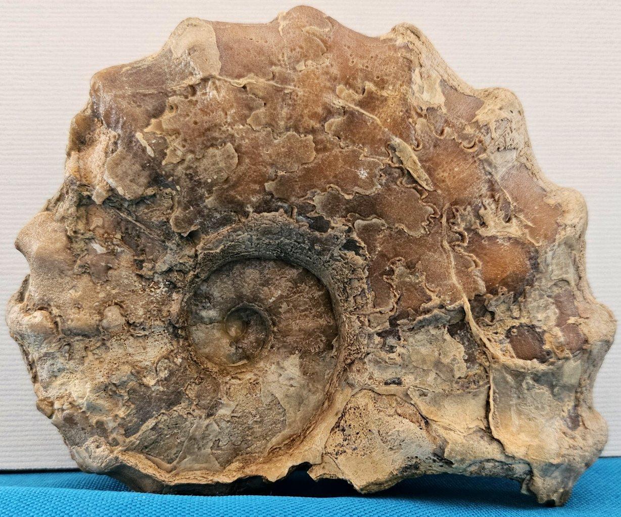 Fósil de amonita Conlinoceras Tarrantense, 900-100 millones de años en venta 2