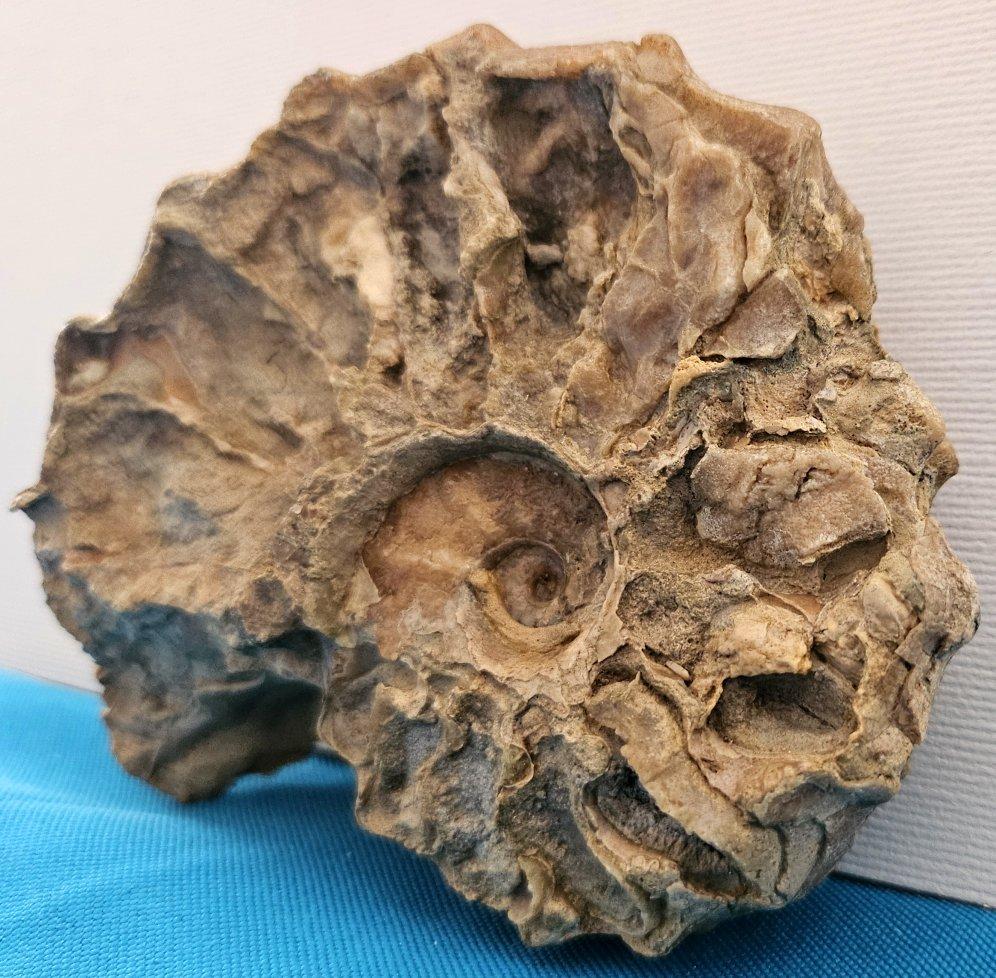 Fósil de amonita Conlinoceras Tarrantense, 900-100 millones de años en venta 3