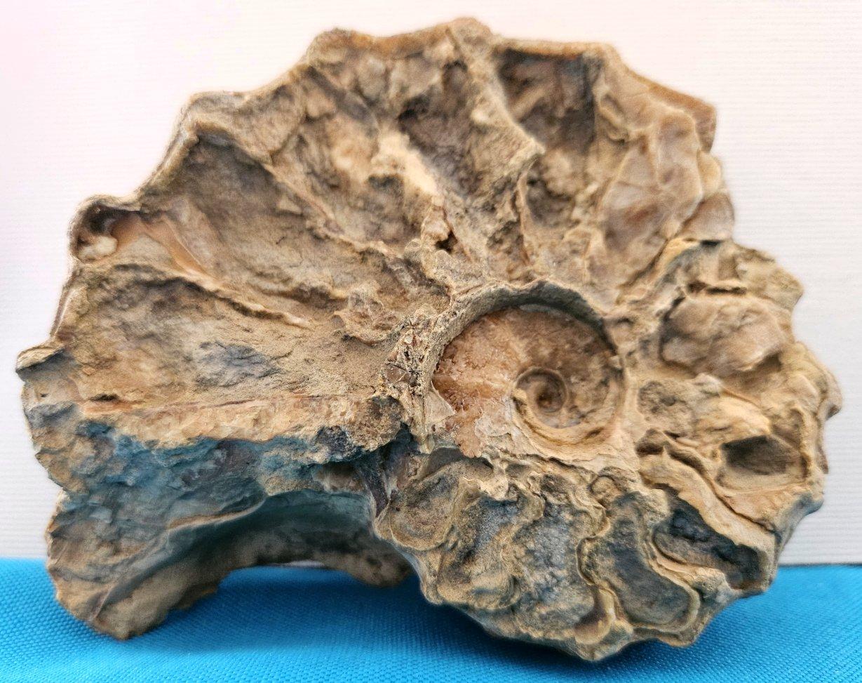 Fósil de amonita Conlinoceras Tarrantense, 900-100 millones de años en venta 4