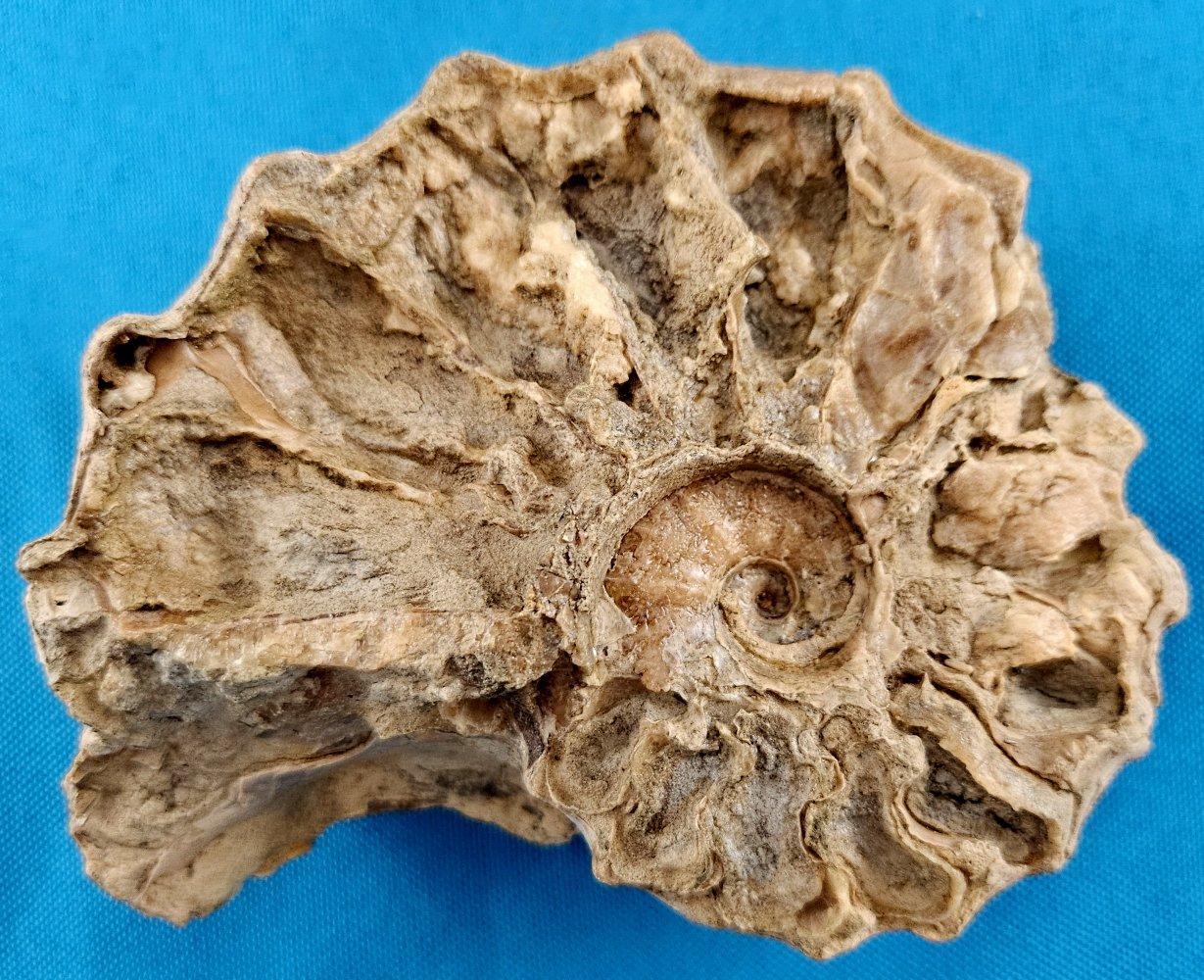 Fósil de amonita Conlinoceras Tarrantense, 900-100 millones de años en venta 5