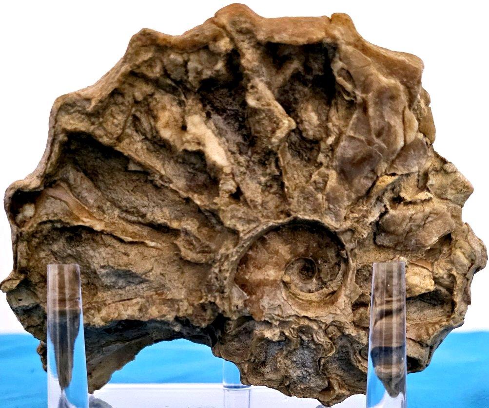 Fósil de amonita Conlinoceras Tarrantense, 900-100 millones de años en venta 6
