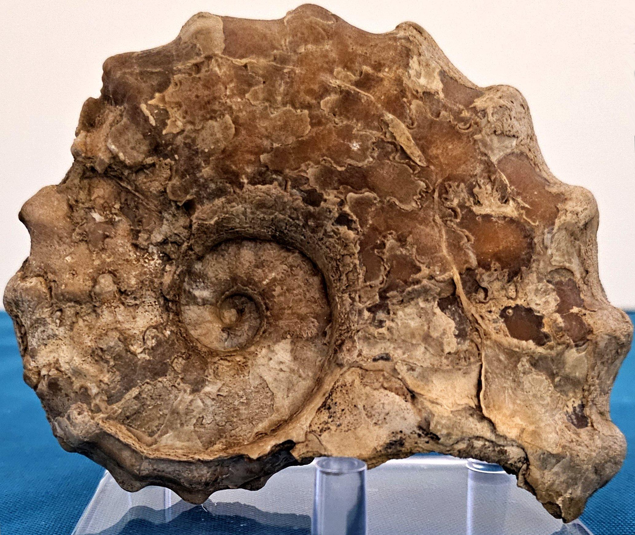 Fósil de amonita Conlinoceras Tarrantense, 900-100 millones de años en venta 7