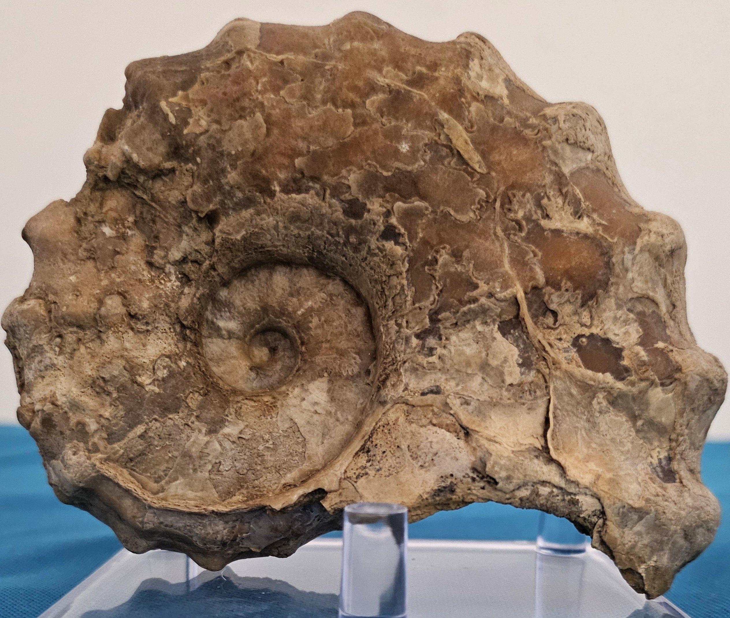 Fósil de ammonite Conlinoceras Tarrantense, 90-100 millones de años.  
El amonite Conlinoceras Tarrantense se considera raro y es muy codiciado como pieza de coleccionista.  
Éste es único, ya que se descubrió en estado abierto por un lado,