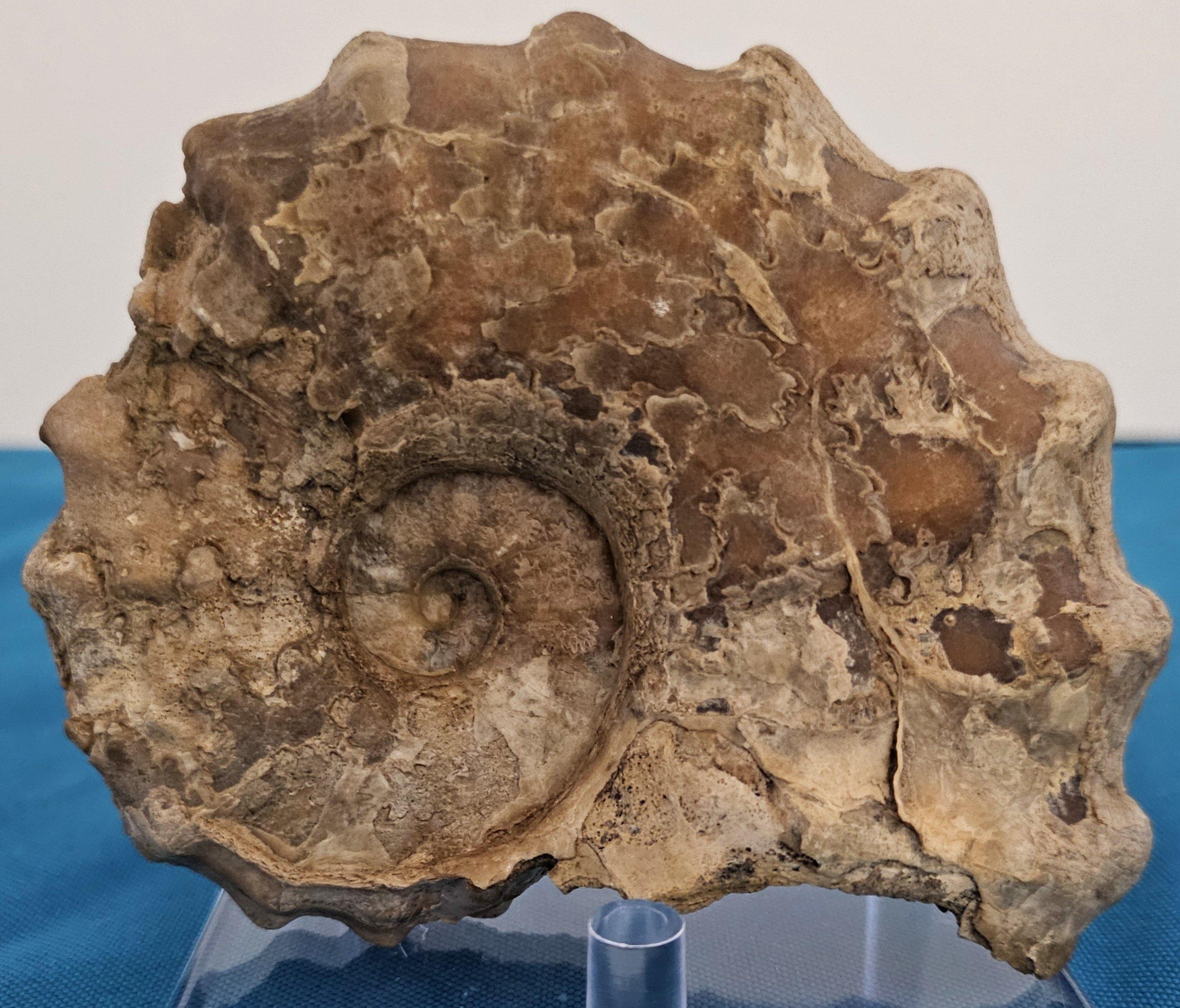 Fósil de amonita Conlinoceras Tarrantense, 900-100 millones de años Moderno orgánico en venta